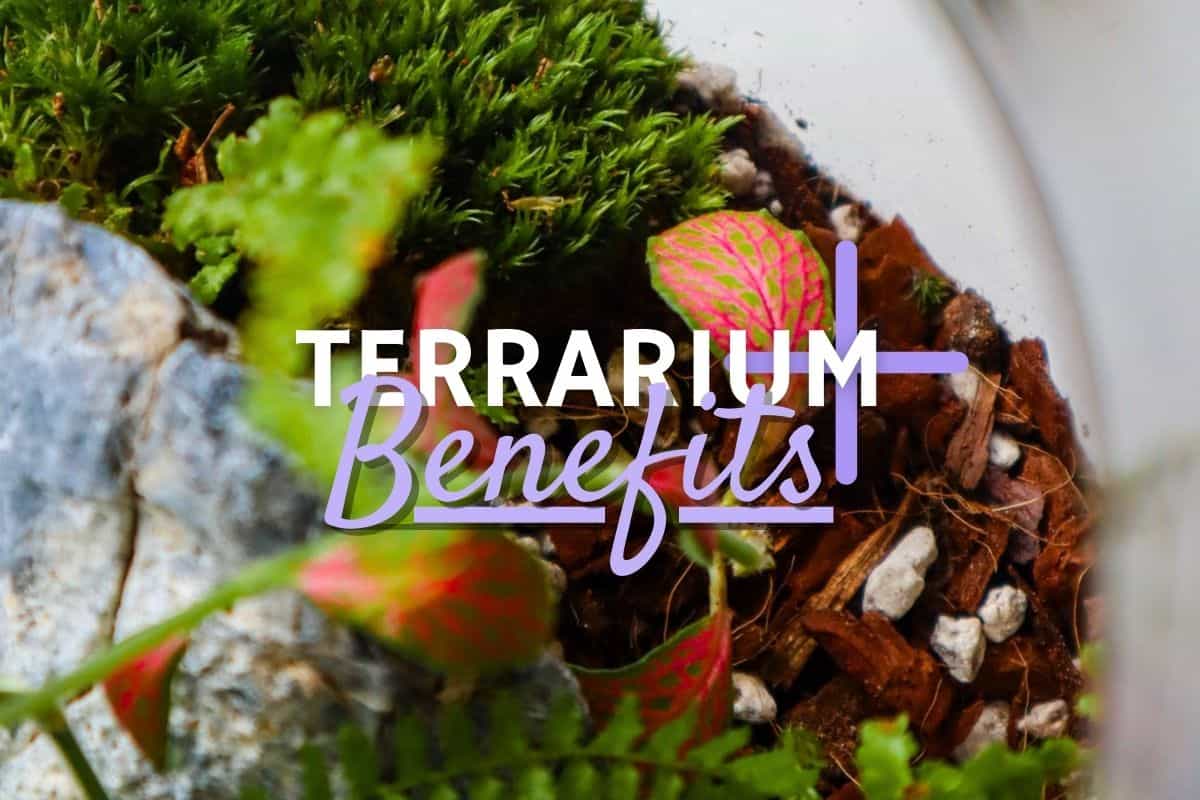 7 Most Popular Types of Terrarium Plants - Terrarium Creations