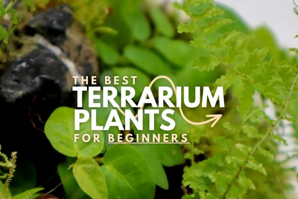 The 10 Best Terrarium Plants for Beginners (Easy Care Picks)