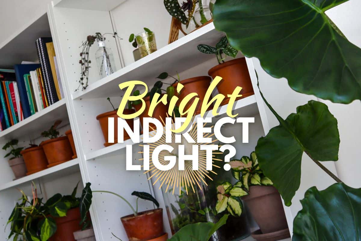 Bright Indirect Light FI 