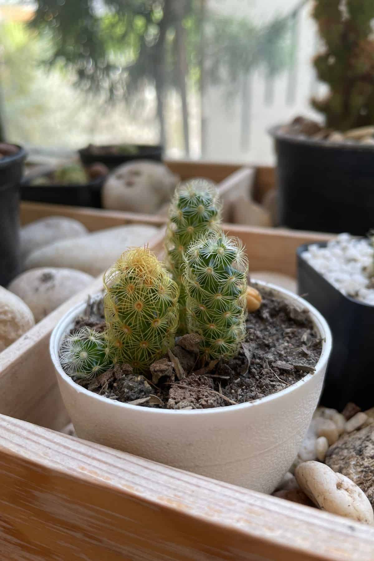 Mini cactus in pot