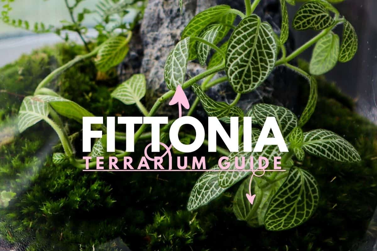 Kit Terrarium humide 3 plantes Aspargus Fittonia Fougère