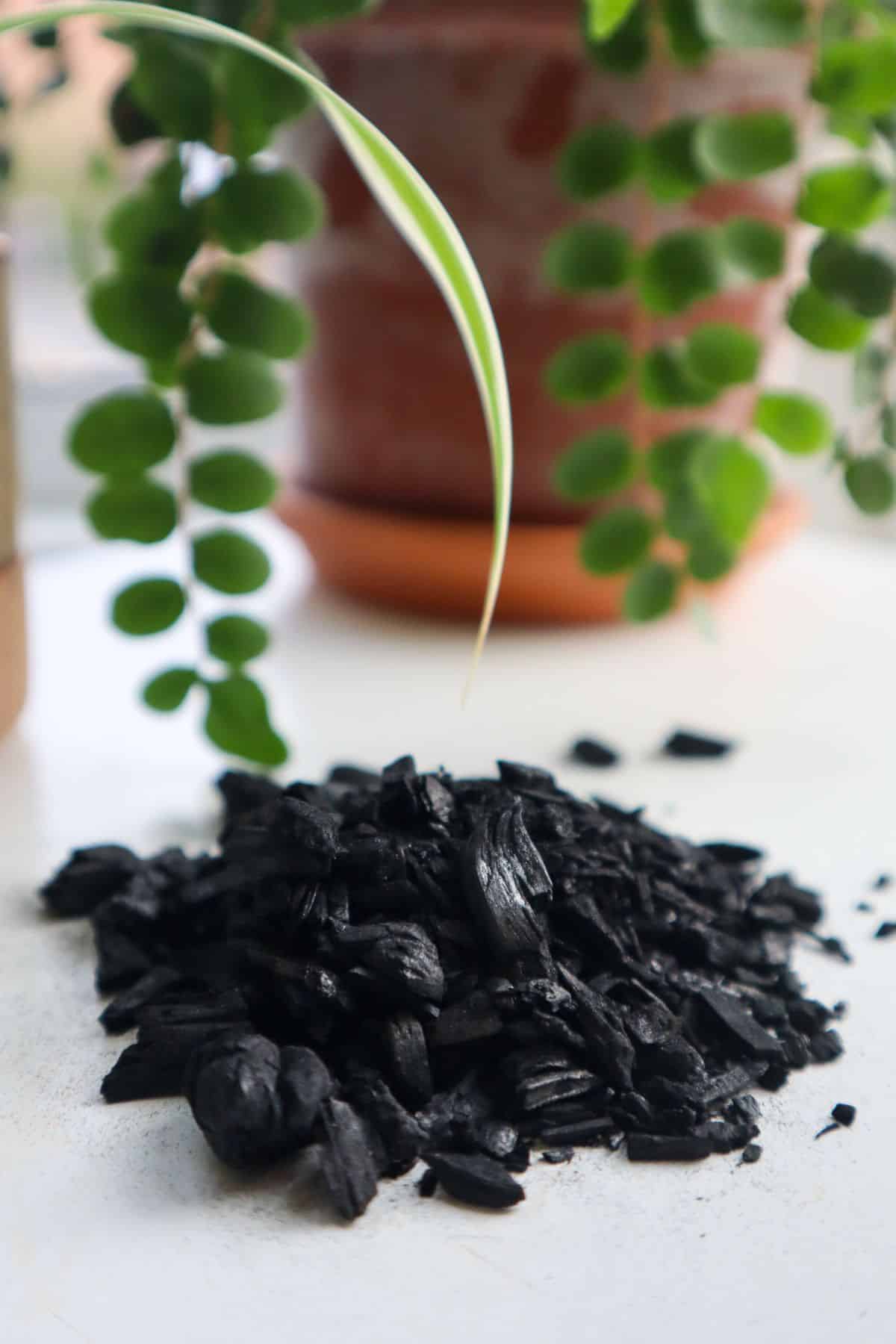 Horticultural Charcoal-with plant backdrop