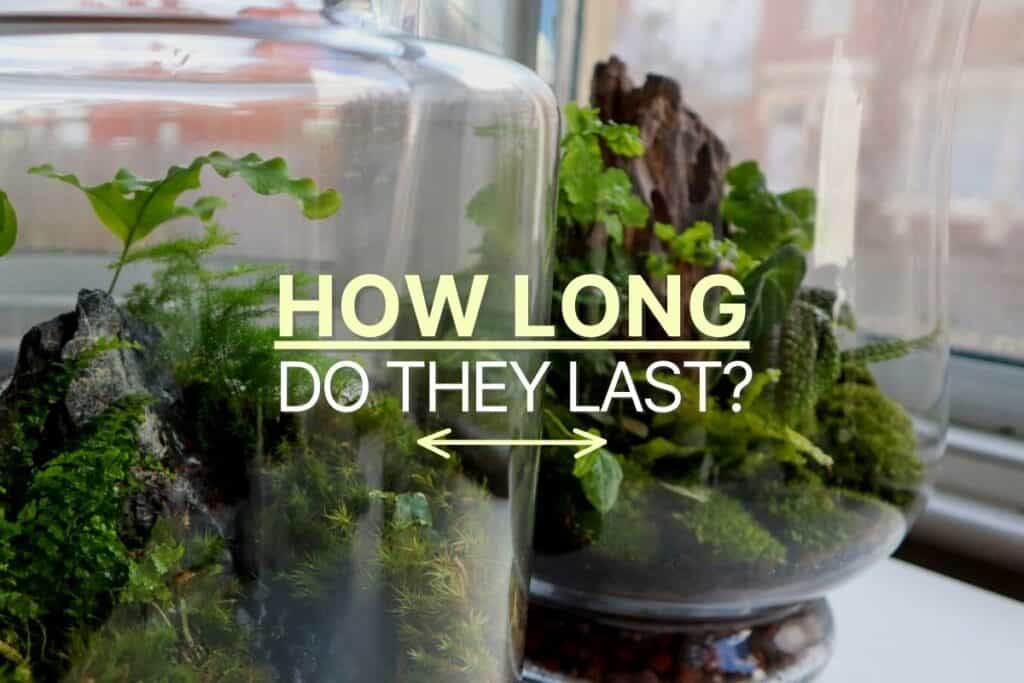 How Long Do Terrariums Last?