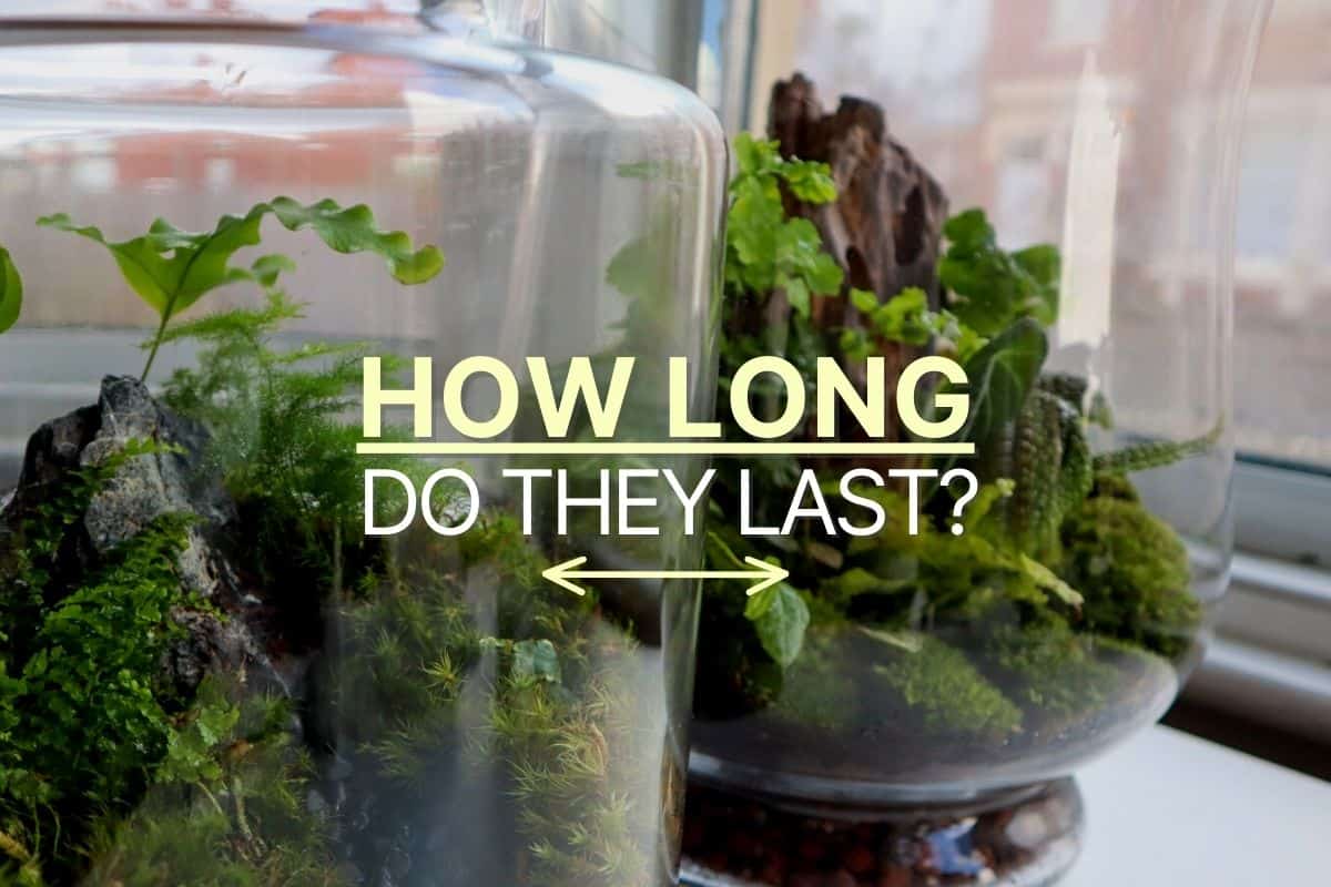 How Long Do Terrariums Last