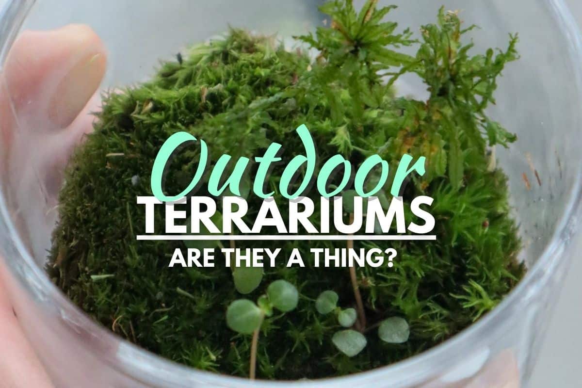 small terrarium