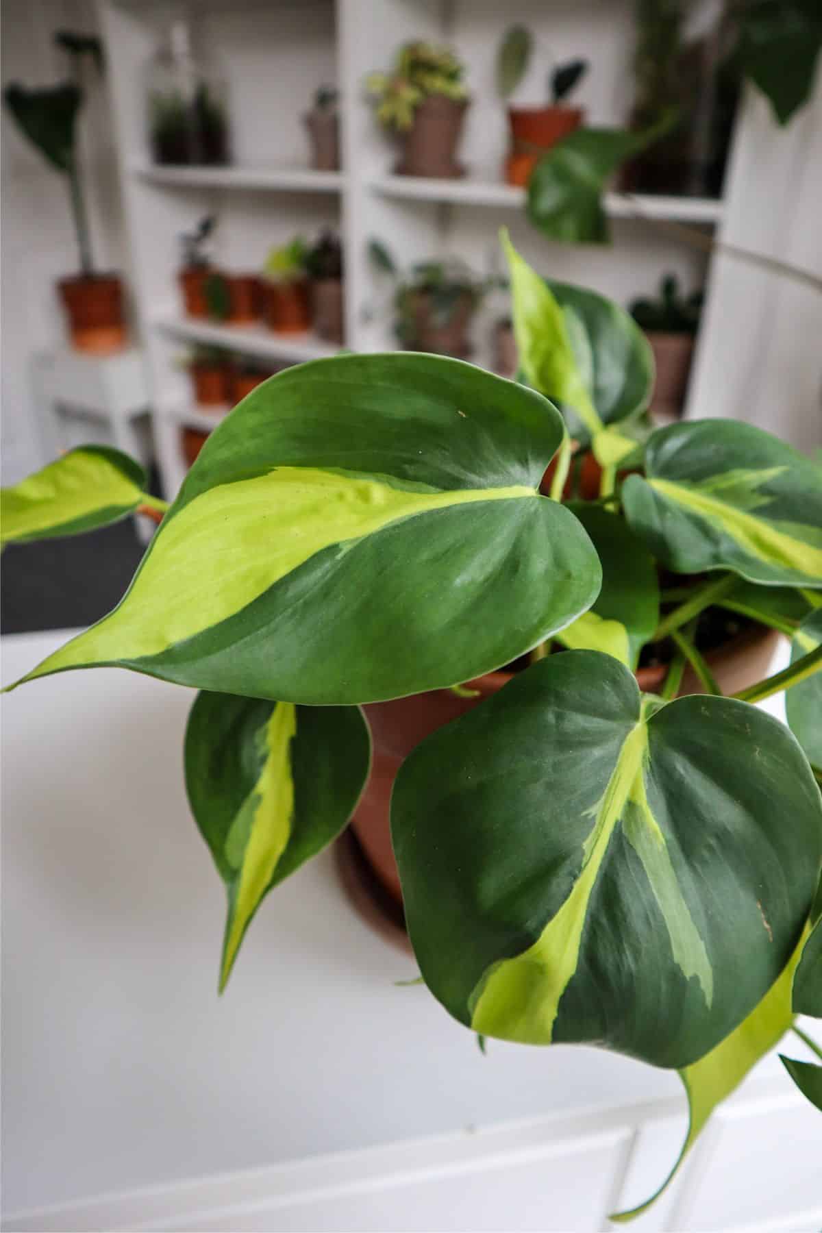 Philodendron brazil up close