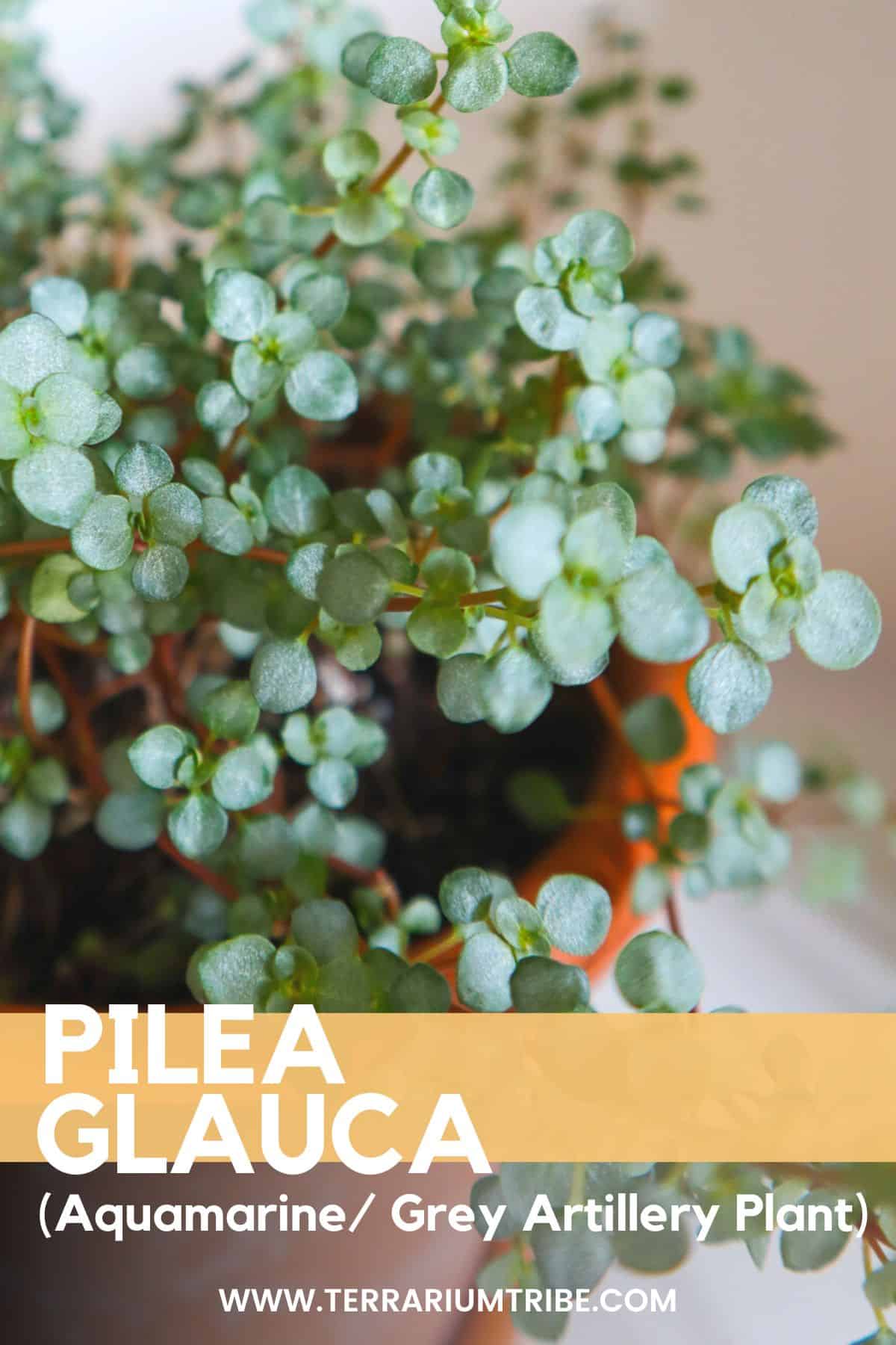 Red Stem Tears ( Pilea glaucophylla )