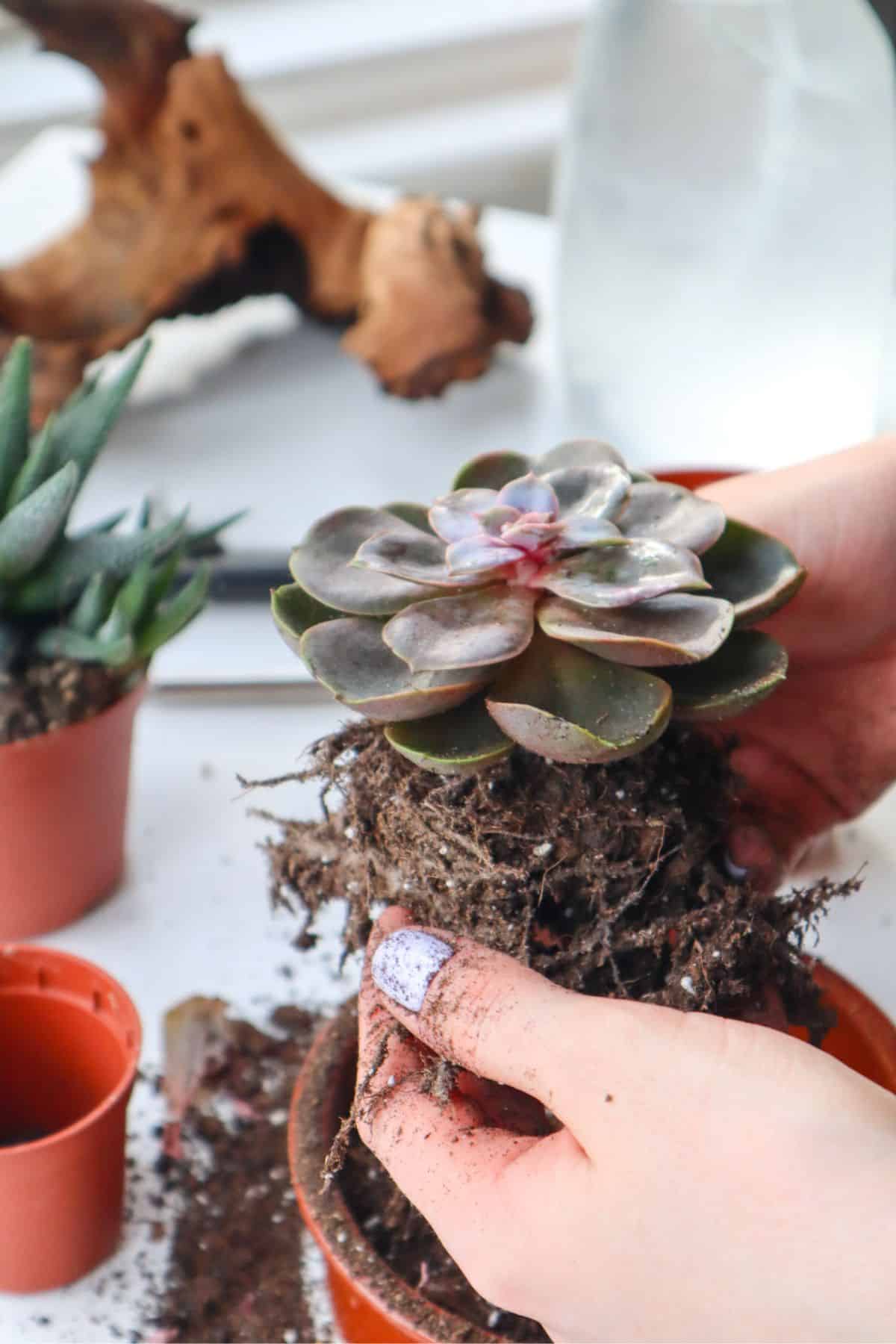 hands removing soil from roots of succulent