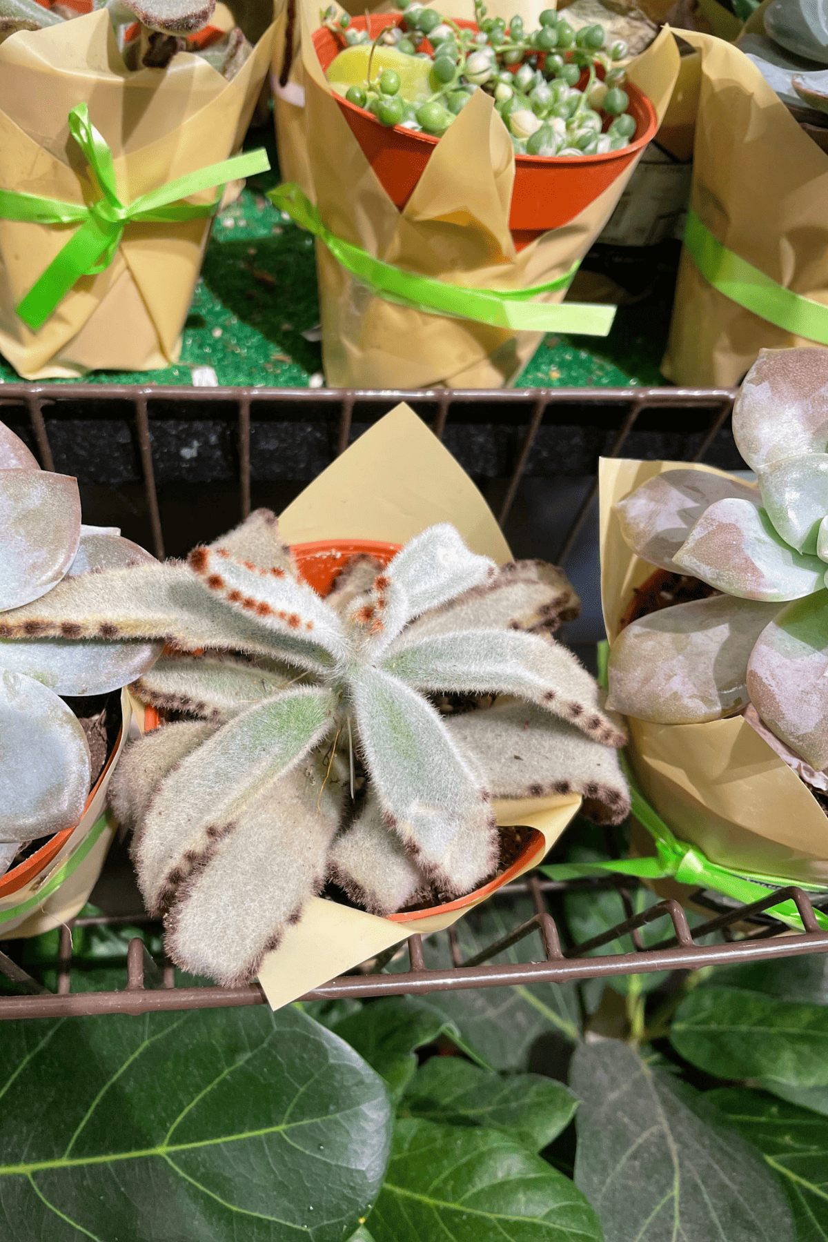 succulents in a plant store