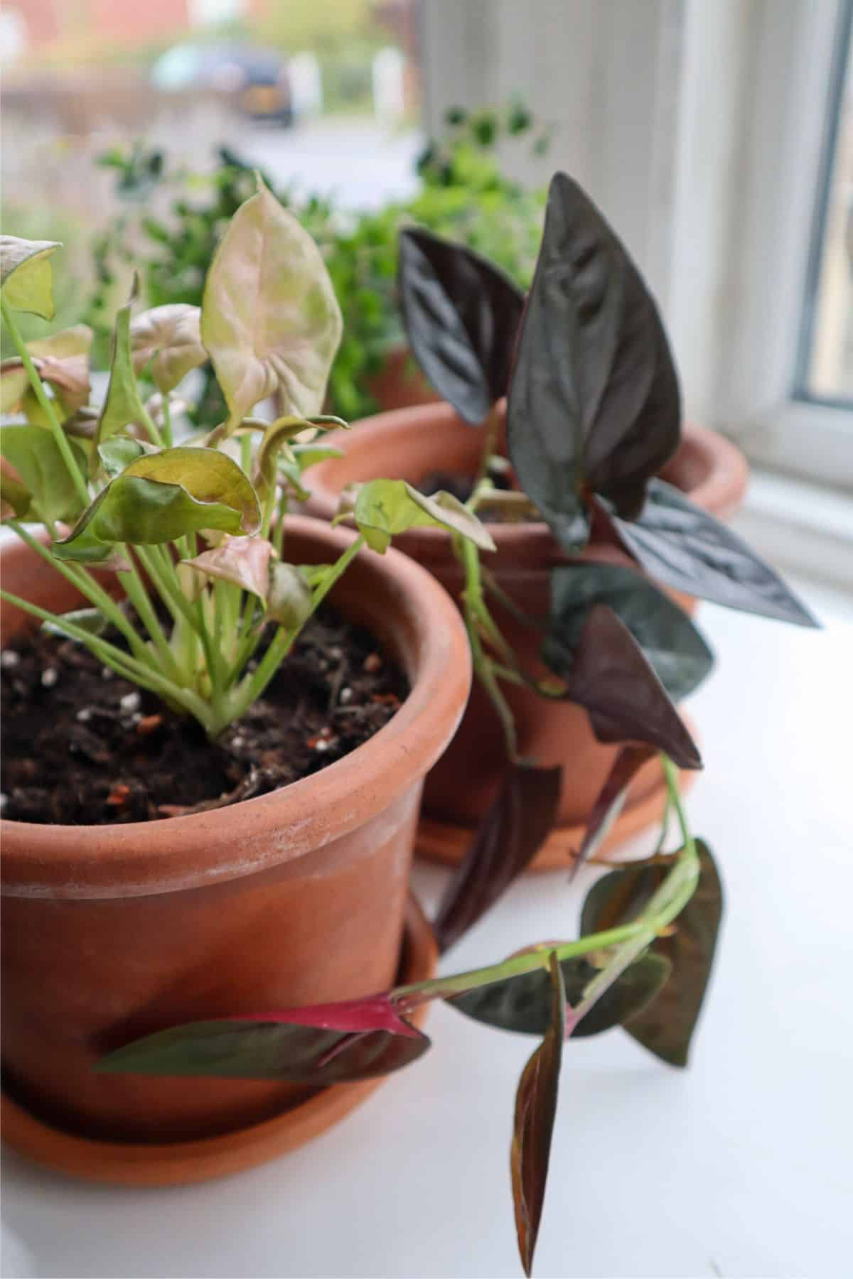 pink and red syngoniums in pots