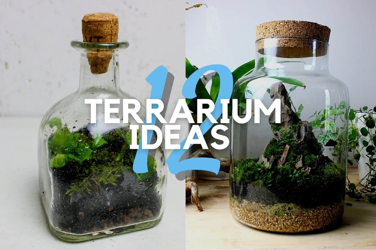 How to Make a Desert Terrarium (Step-by-Step) + Ideas - Terrarium Tribe