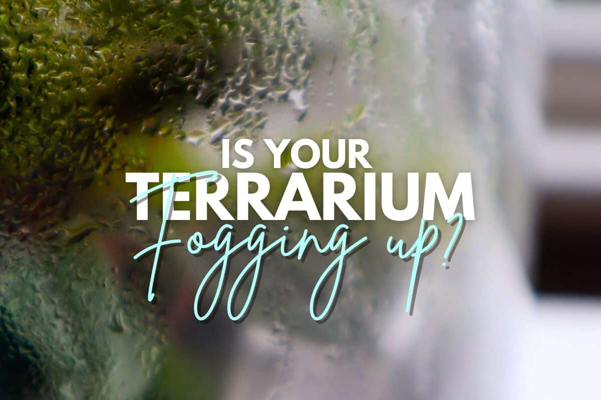 terrarium condensation