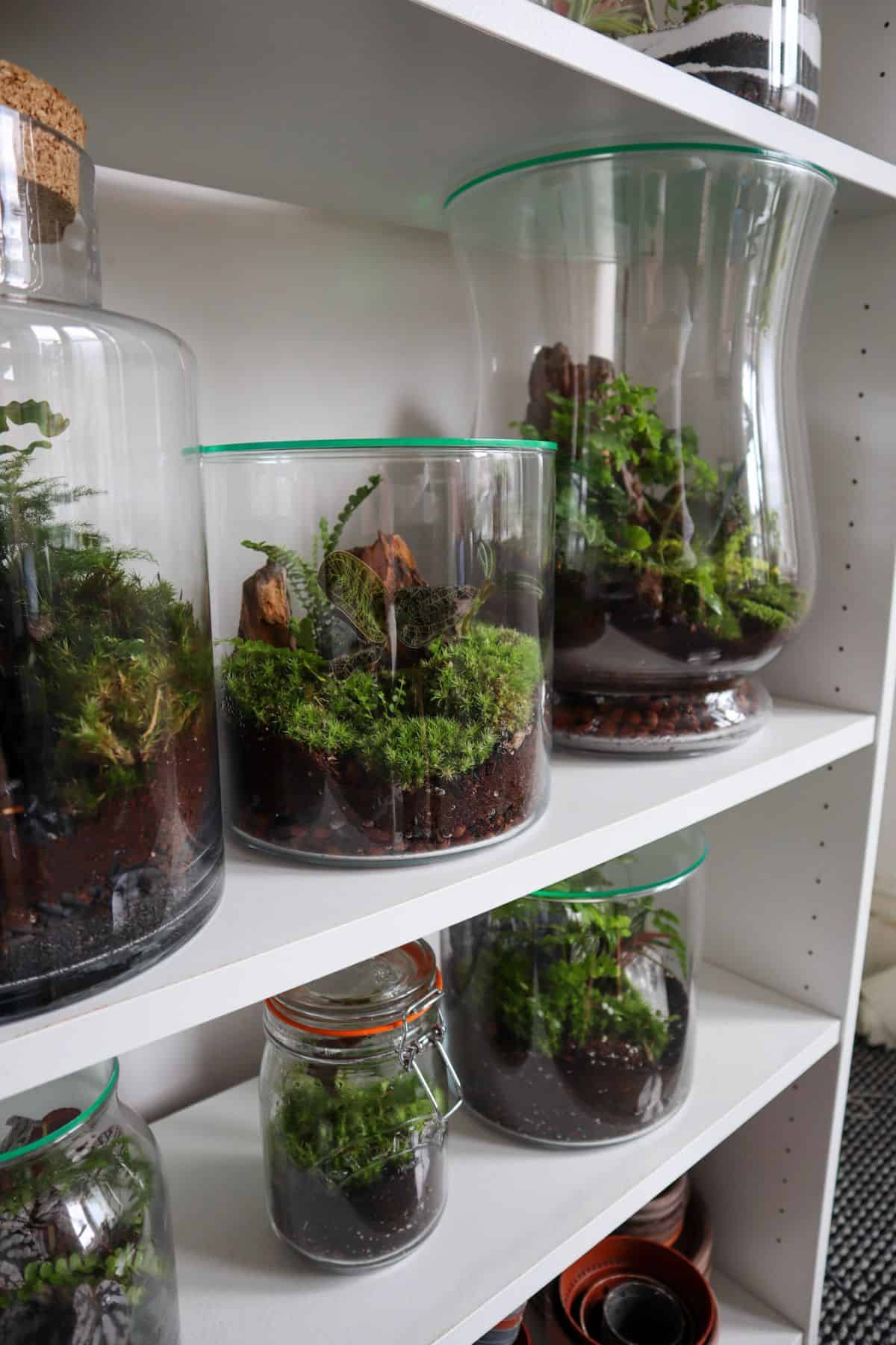 6 built terrariums on shelf