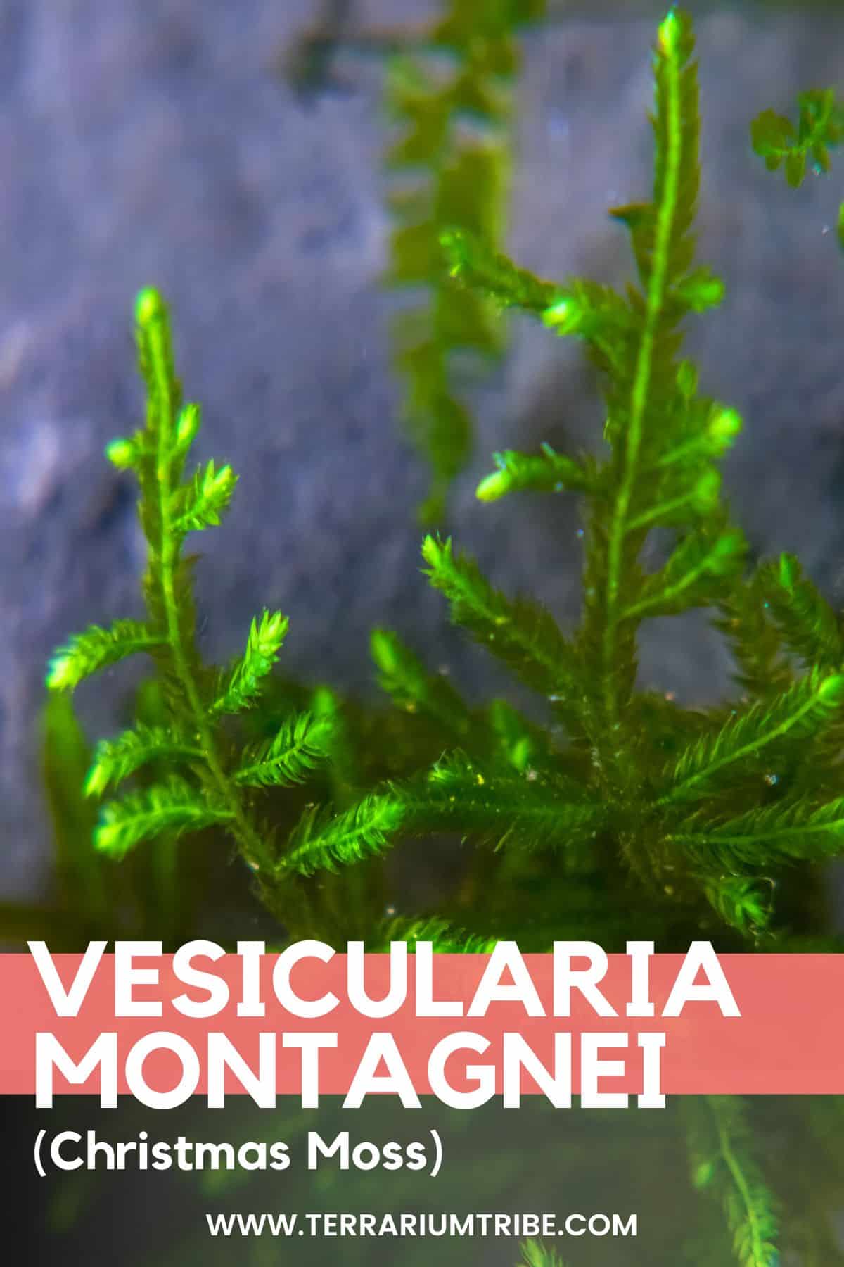 Vesicularia Christmas Moss