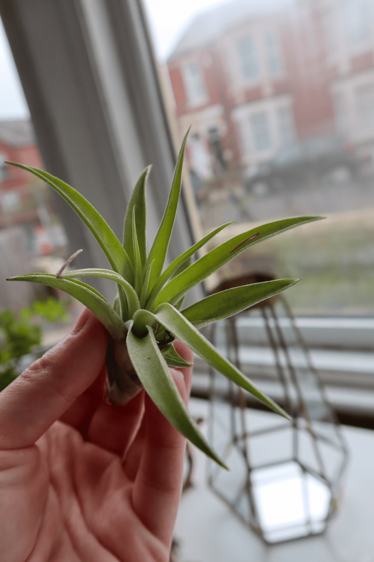 air plant close up