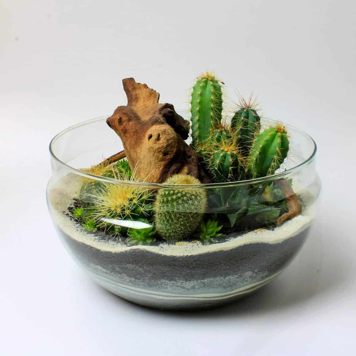 How to Make a Cactus Terrarium The Prickly Details Terrarium Tribe