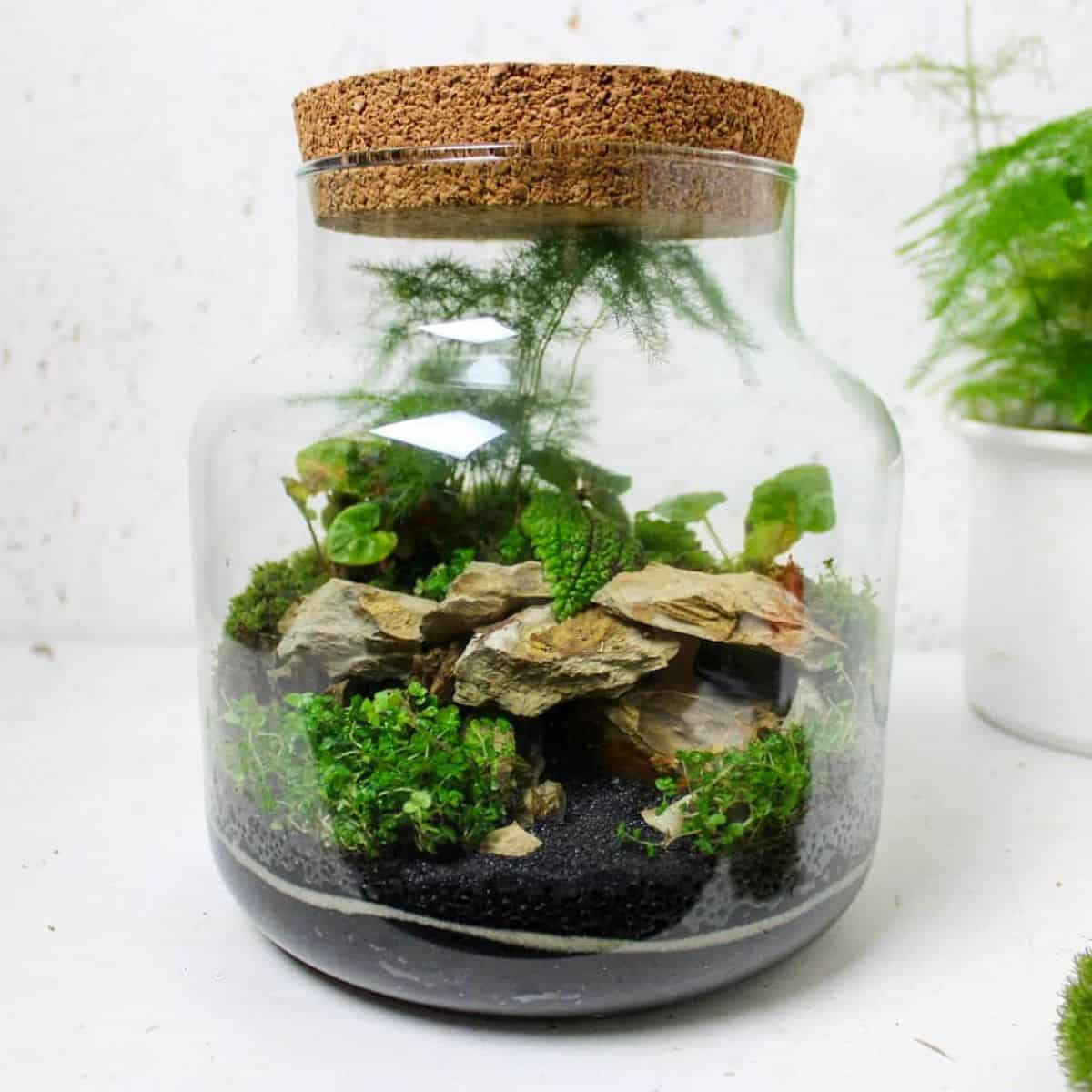 Cave themed terrarium with hardscape and plants