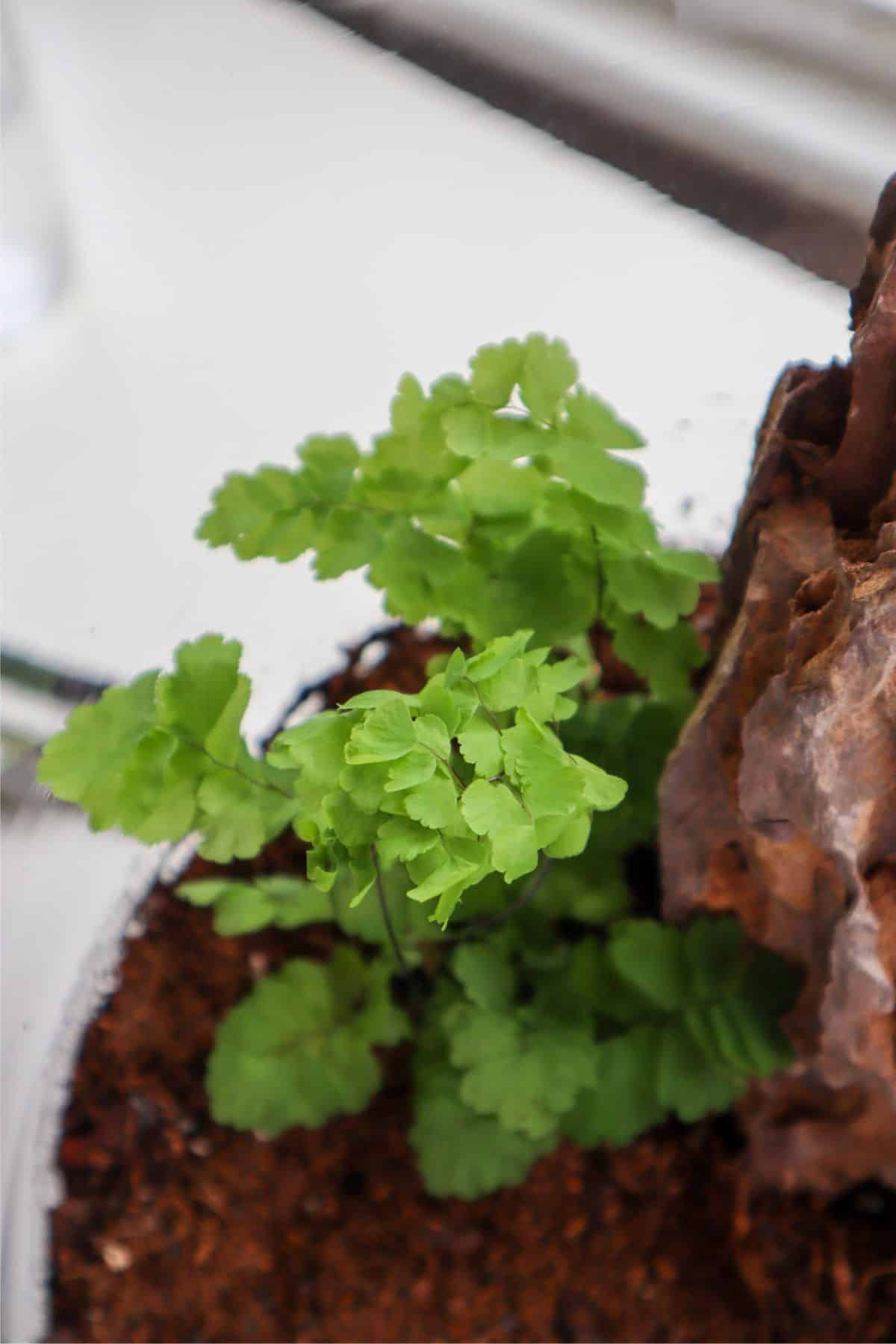 adiantum fern in terrarium