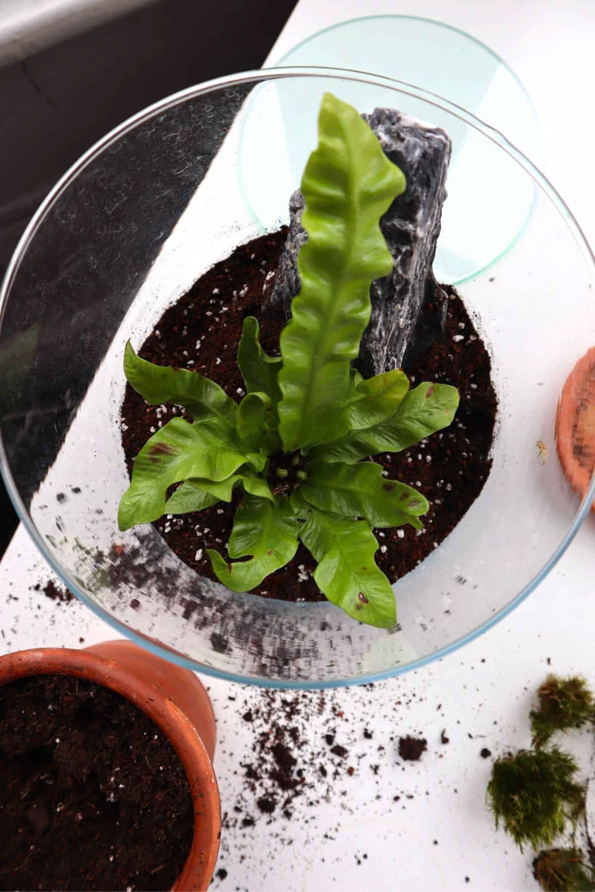 asplenium fern in terrarium