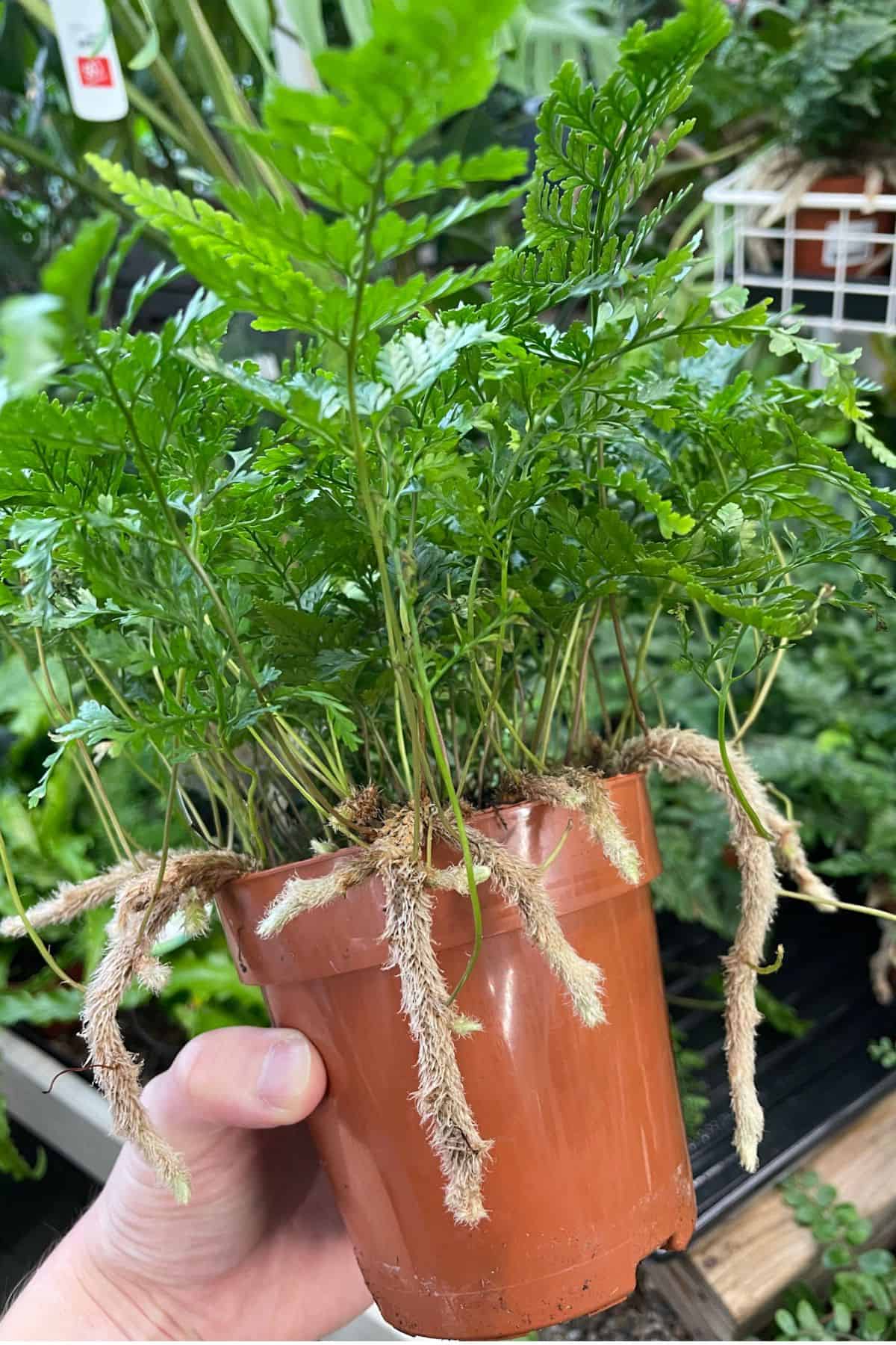 davallia fern at plant store