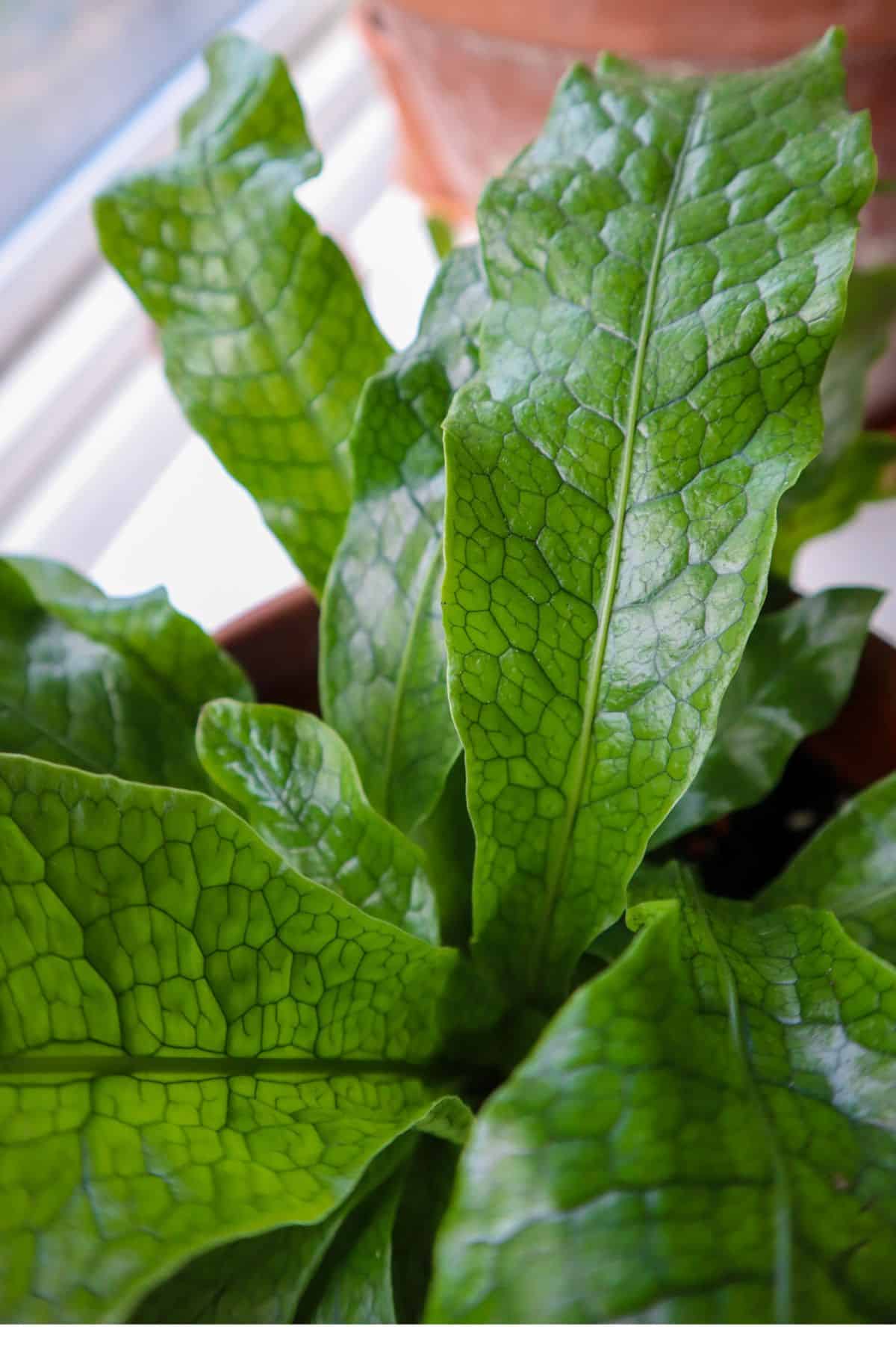 microsorum fern up close