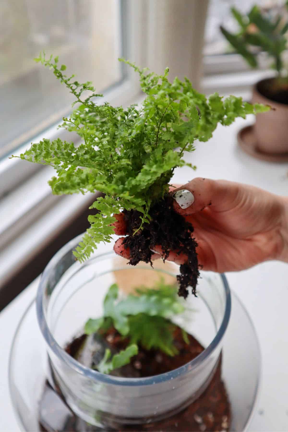 maidenhair fern terrarium