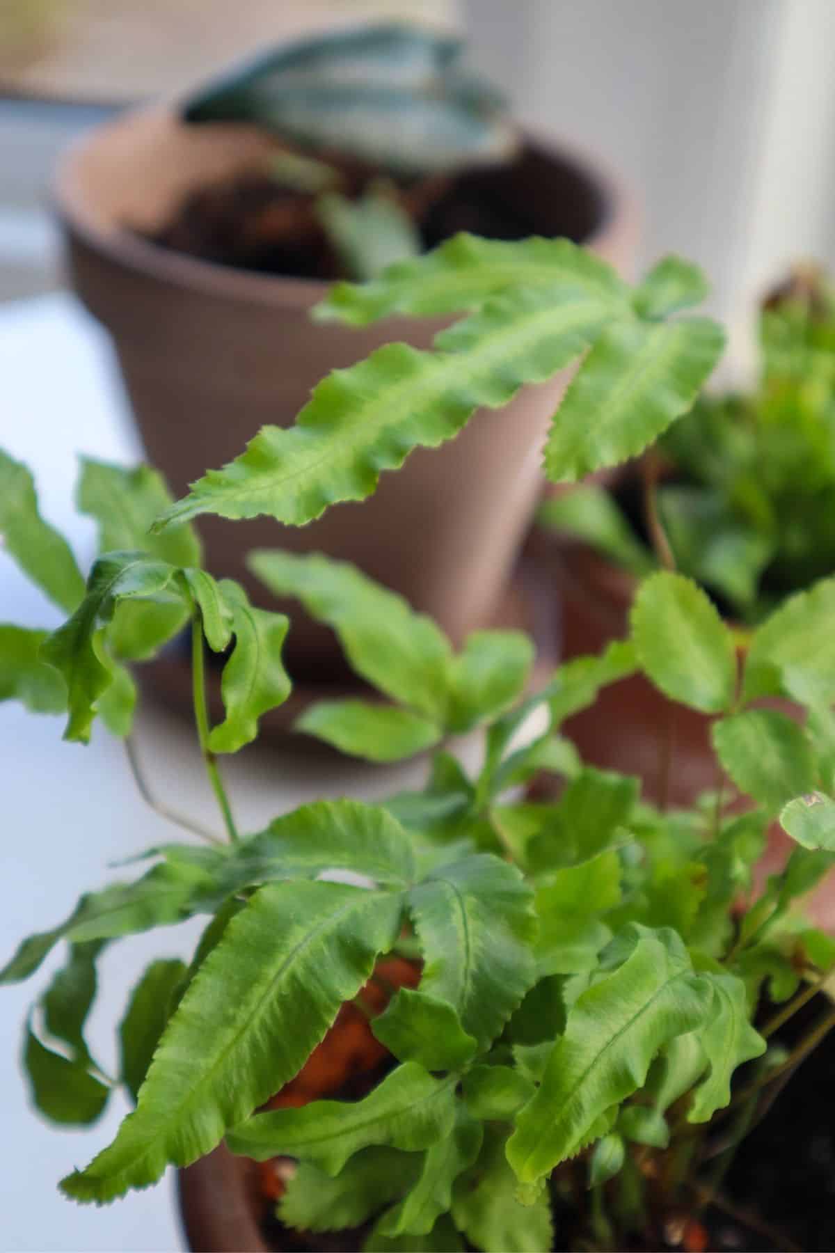 pteris fern in pot