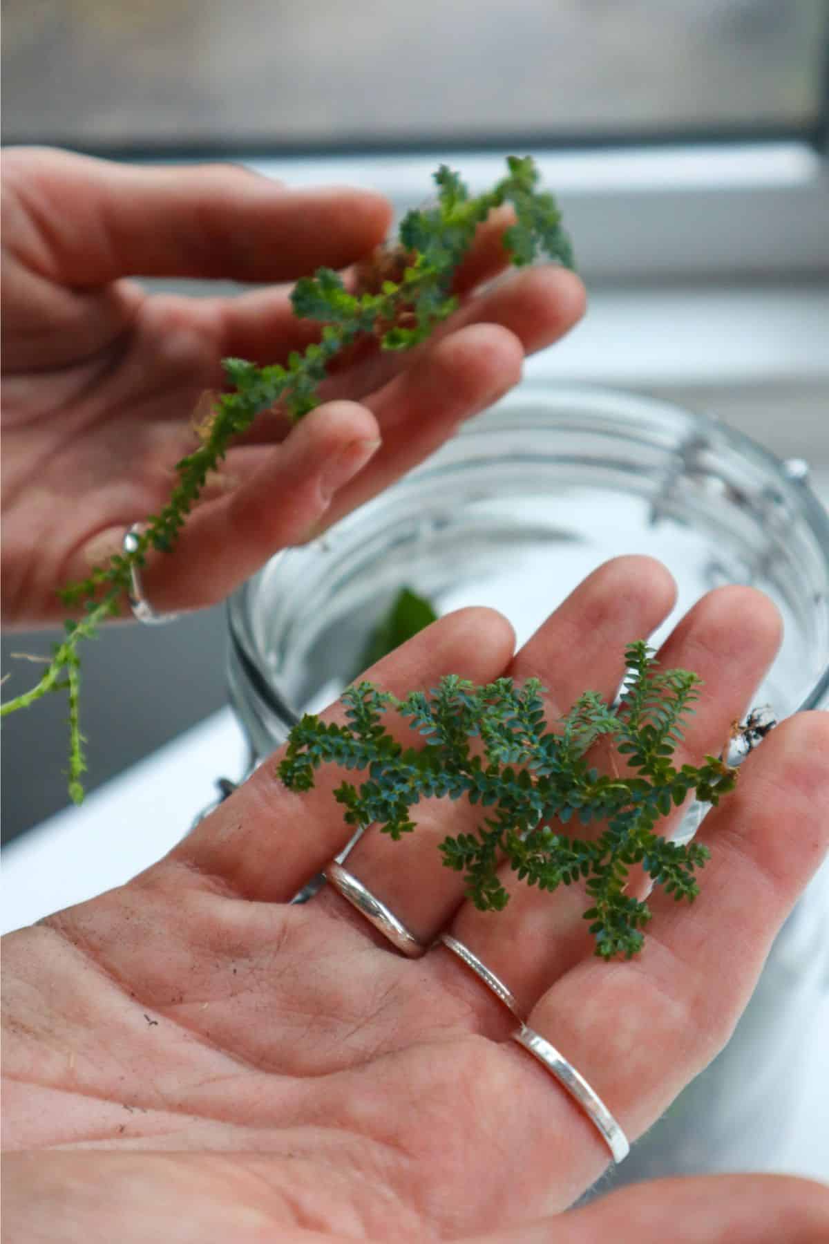 3 Terrariums Filled With Club Moss or Selaginella