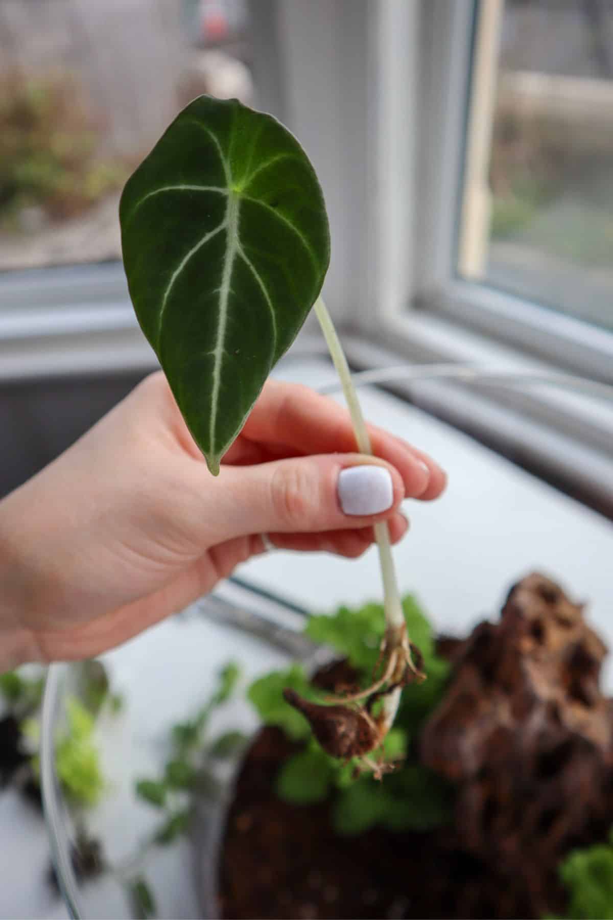 alocasia in front of terrarium