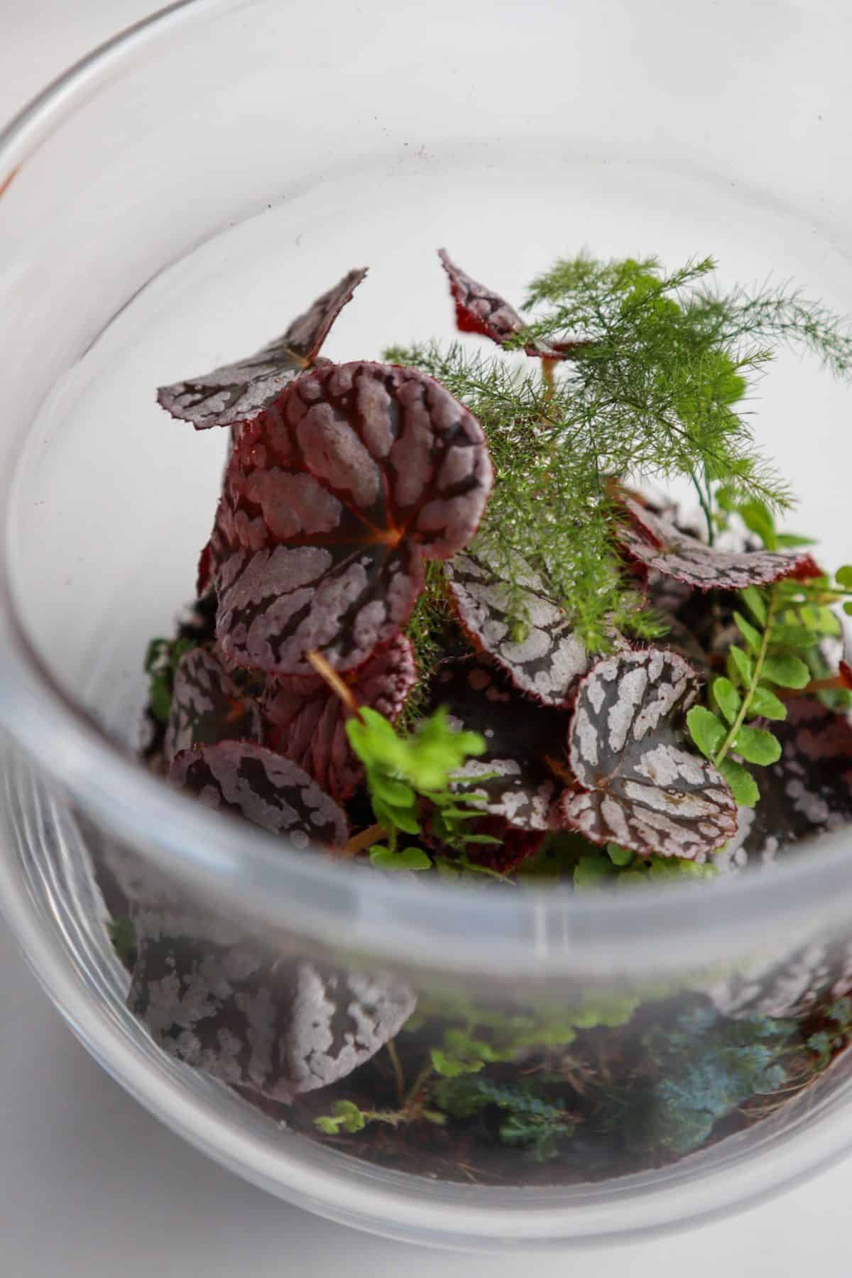 Terrarium Plants: 20 Types Of Miniature Plants For Terrarium (Open & Closed)