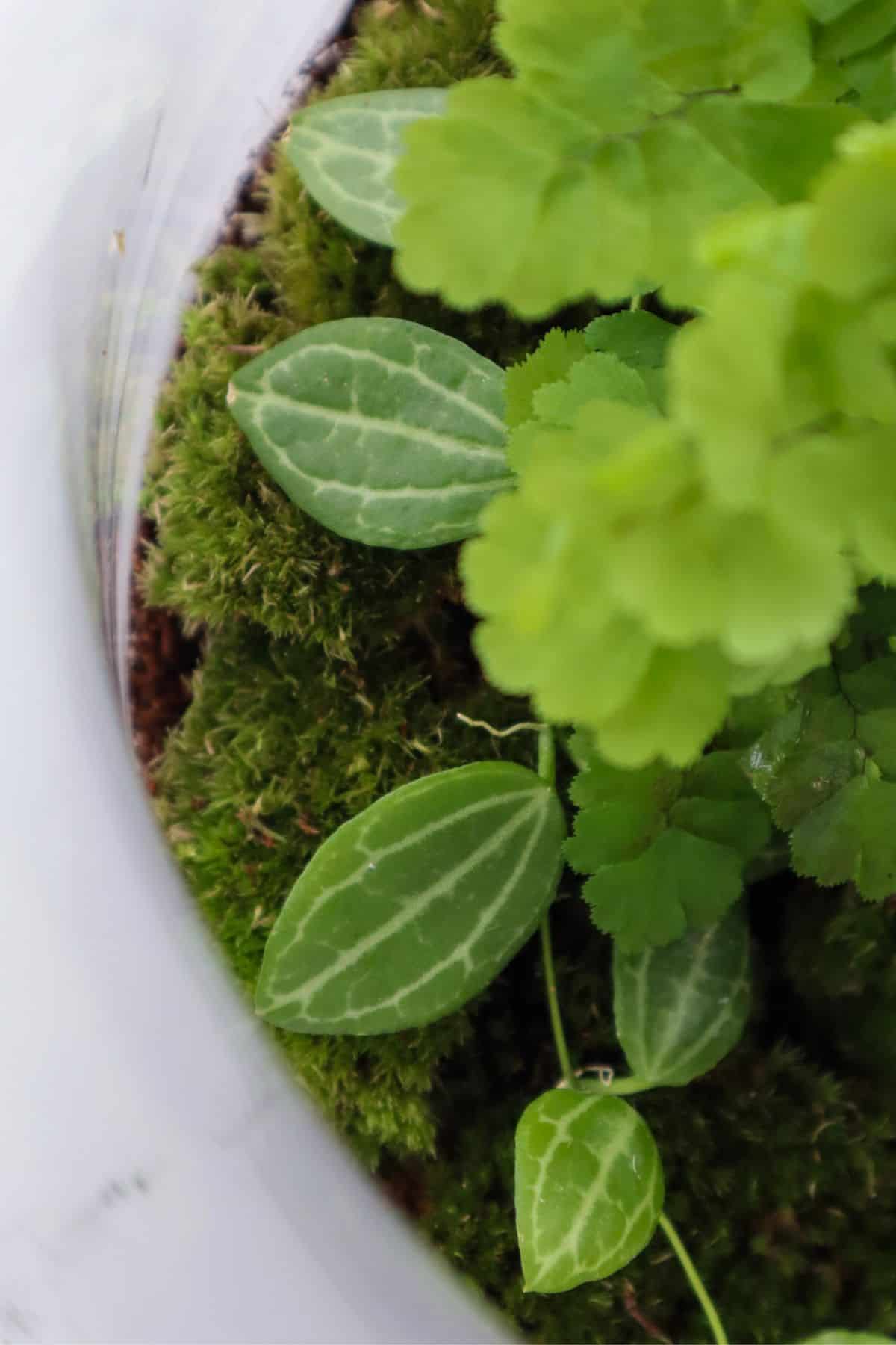 dischidia placed on moss in terrarium