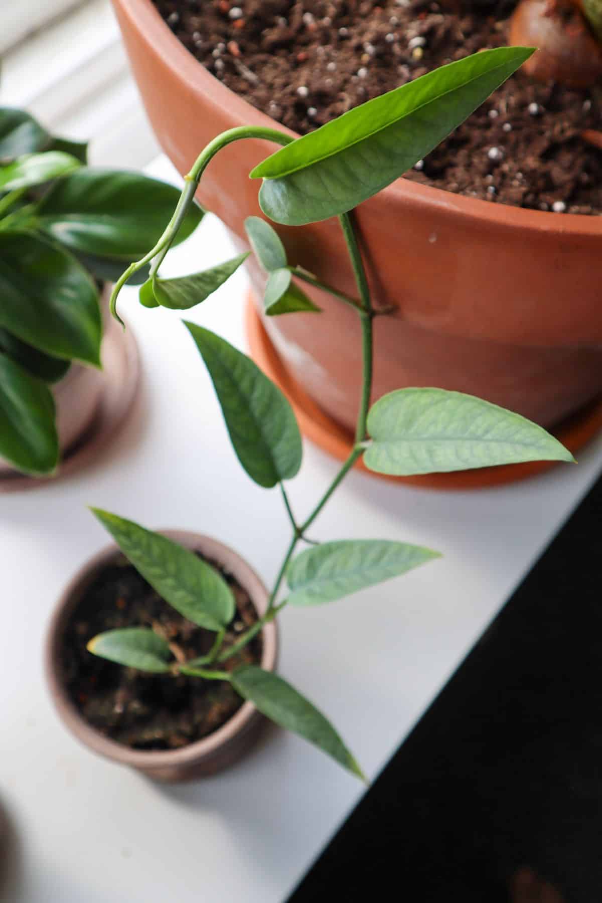 epipremnum vine on desk