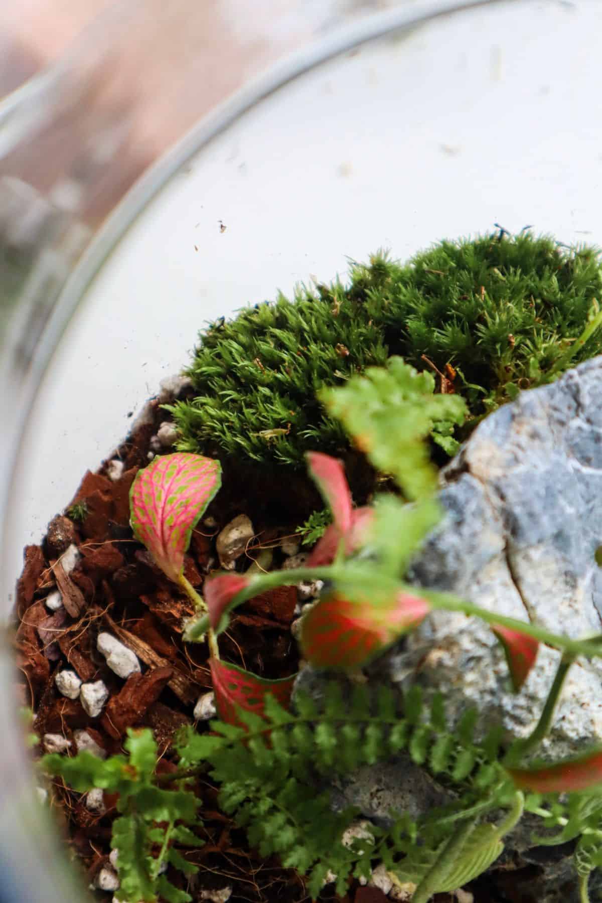 fittonia in terrarium