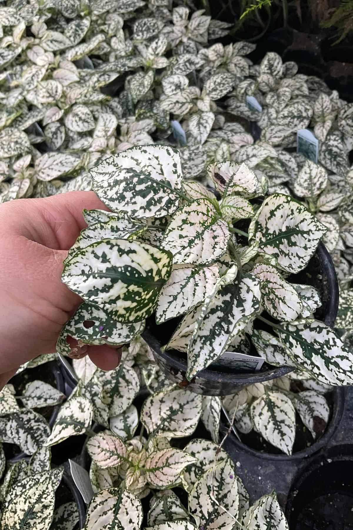 hypostes in garden center