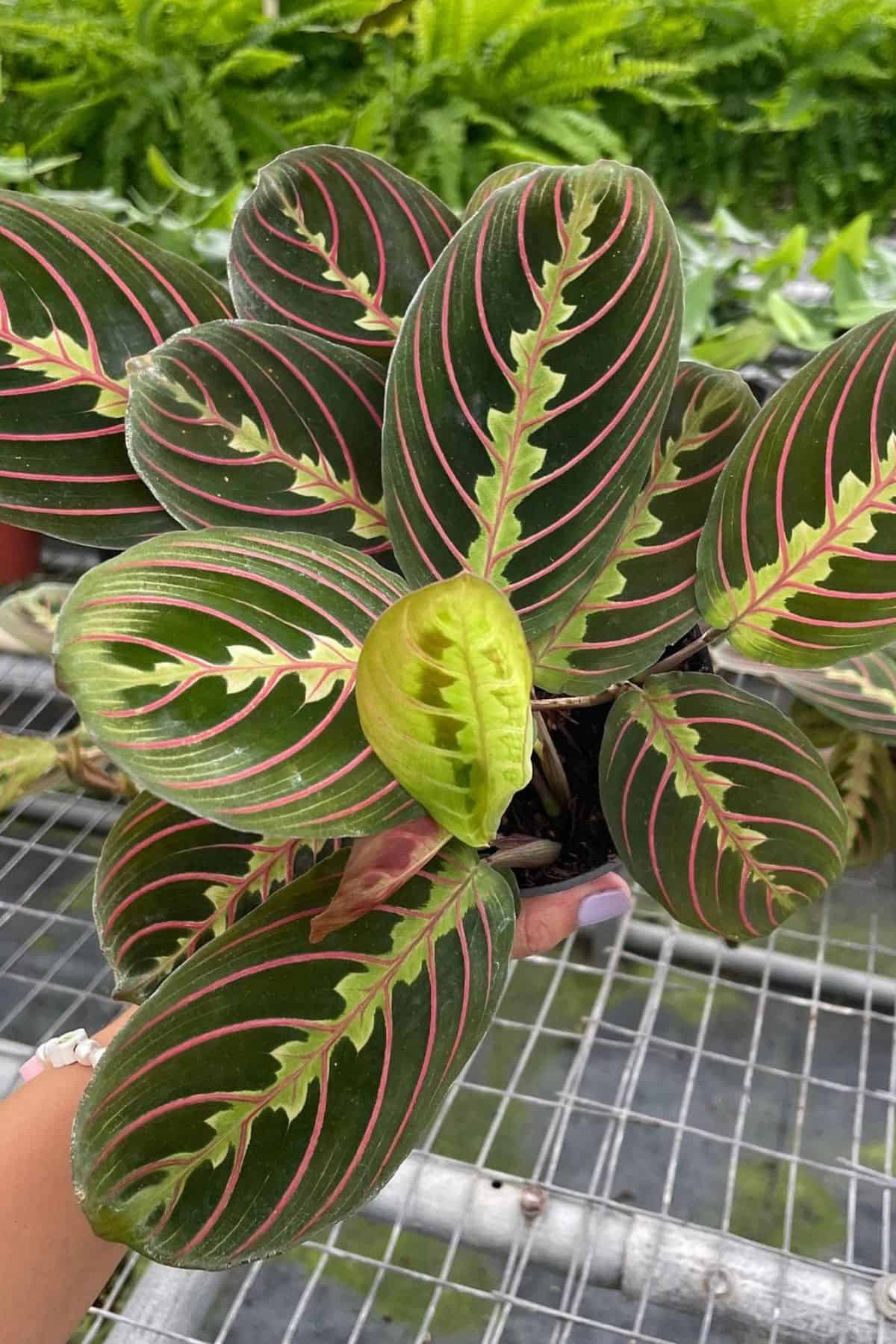 maranta in garden center