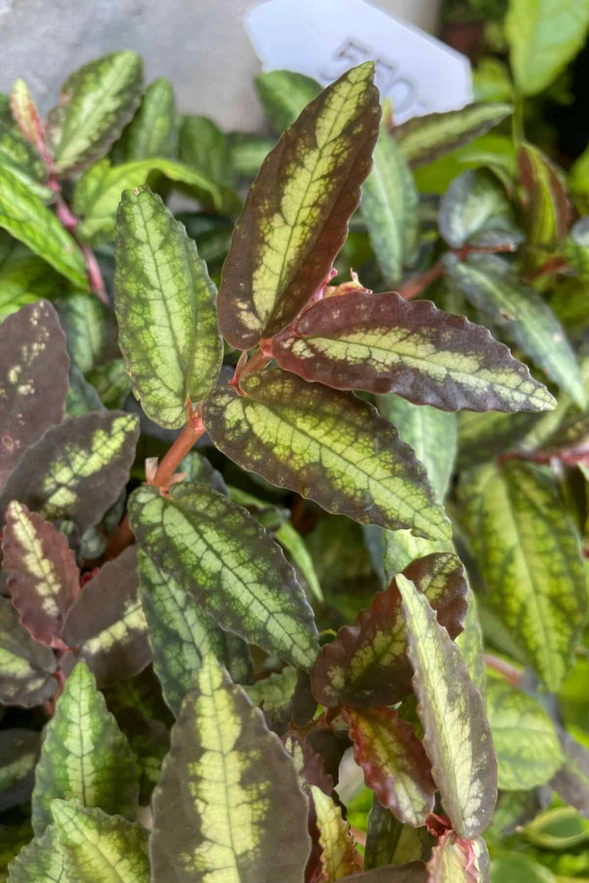 pellionia in garden center