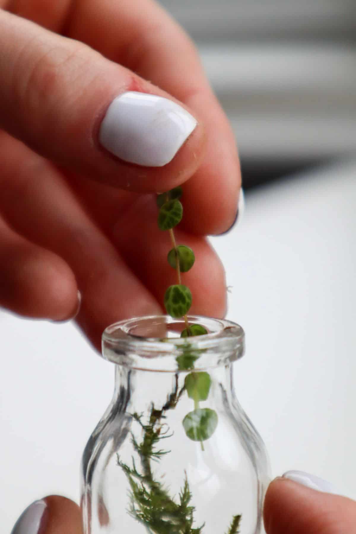 placing peperomia in a tiny terrarium