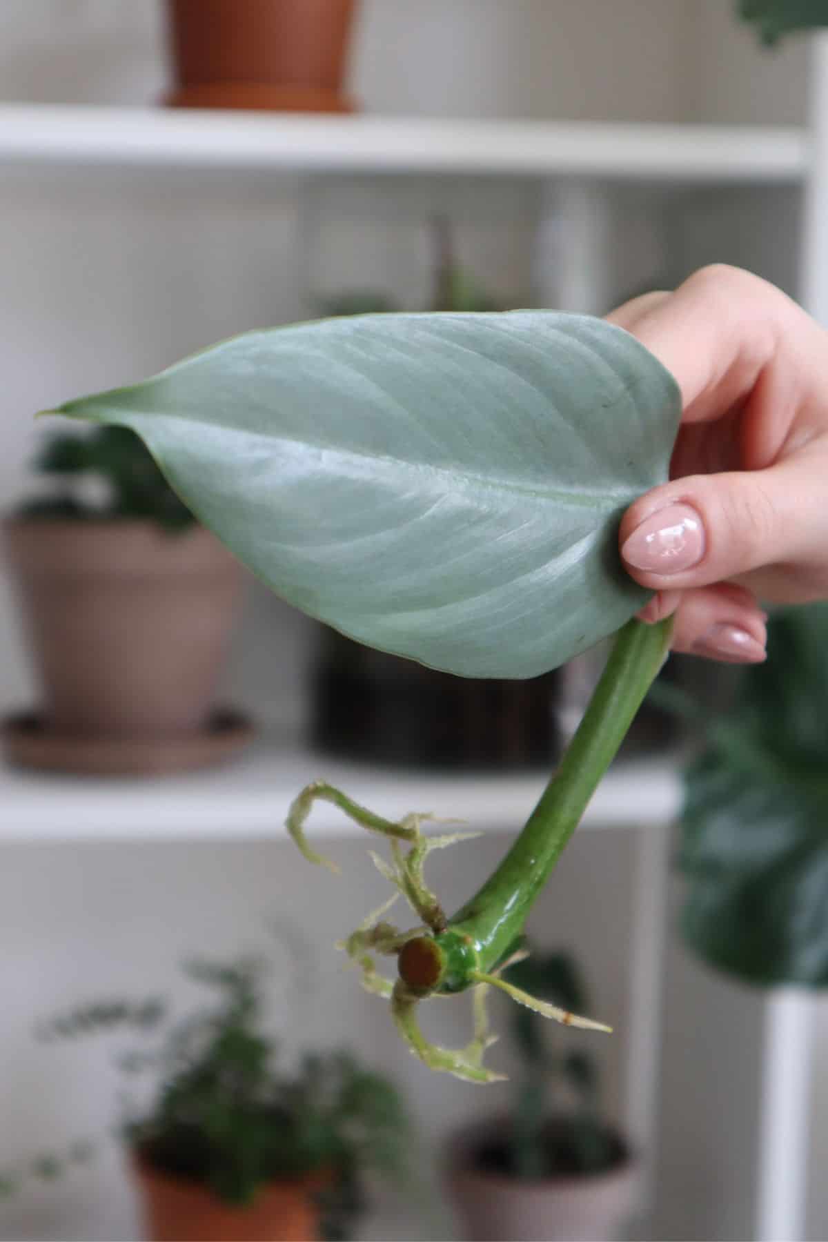 philodendron cutting in hand