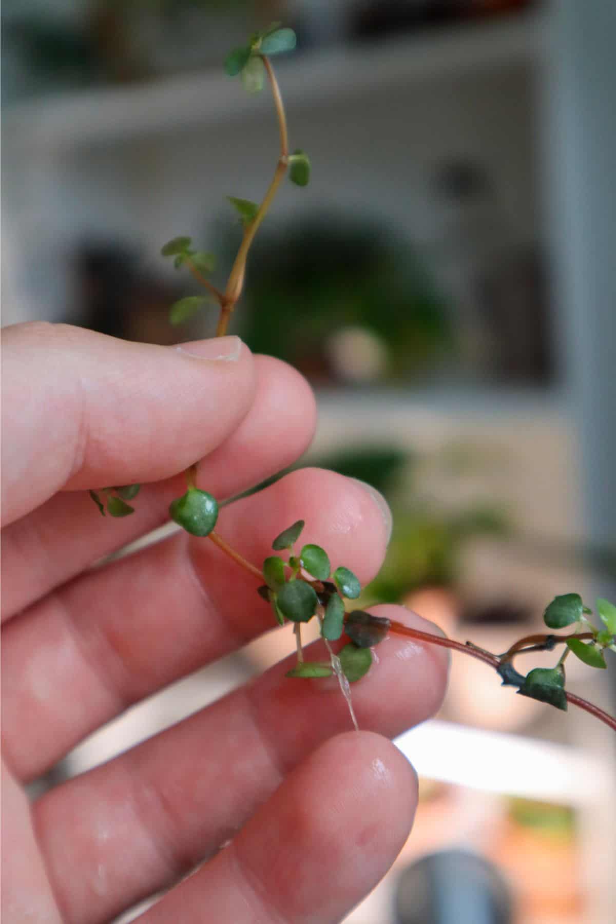 pilea in hand