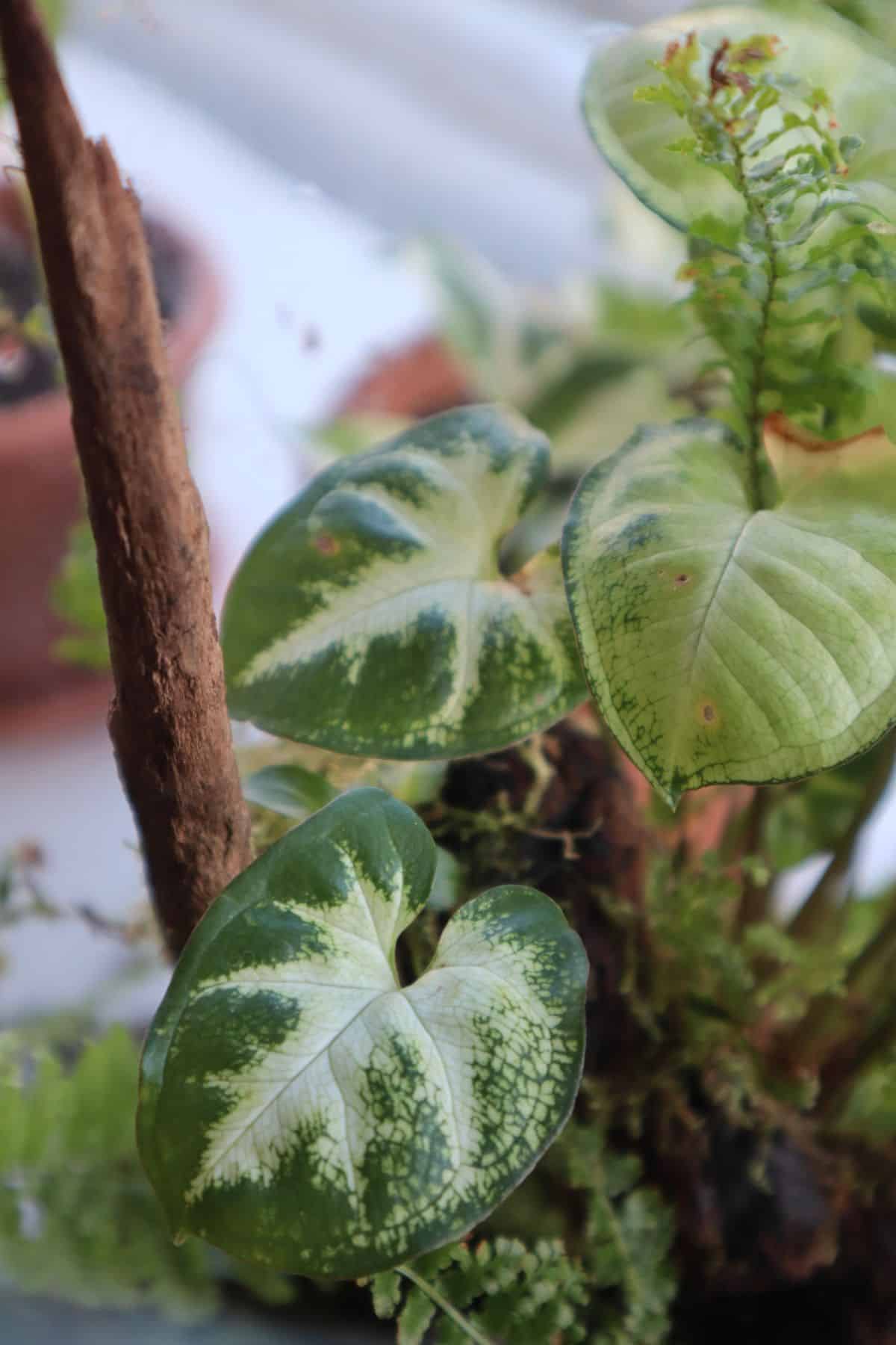 syngonium in terrarium