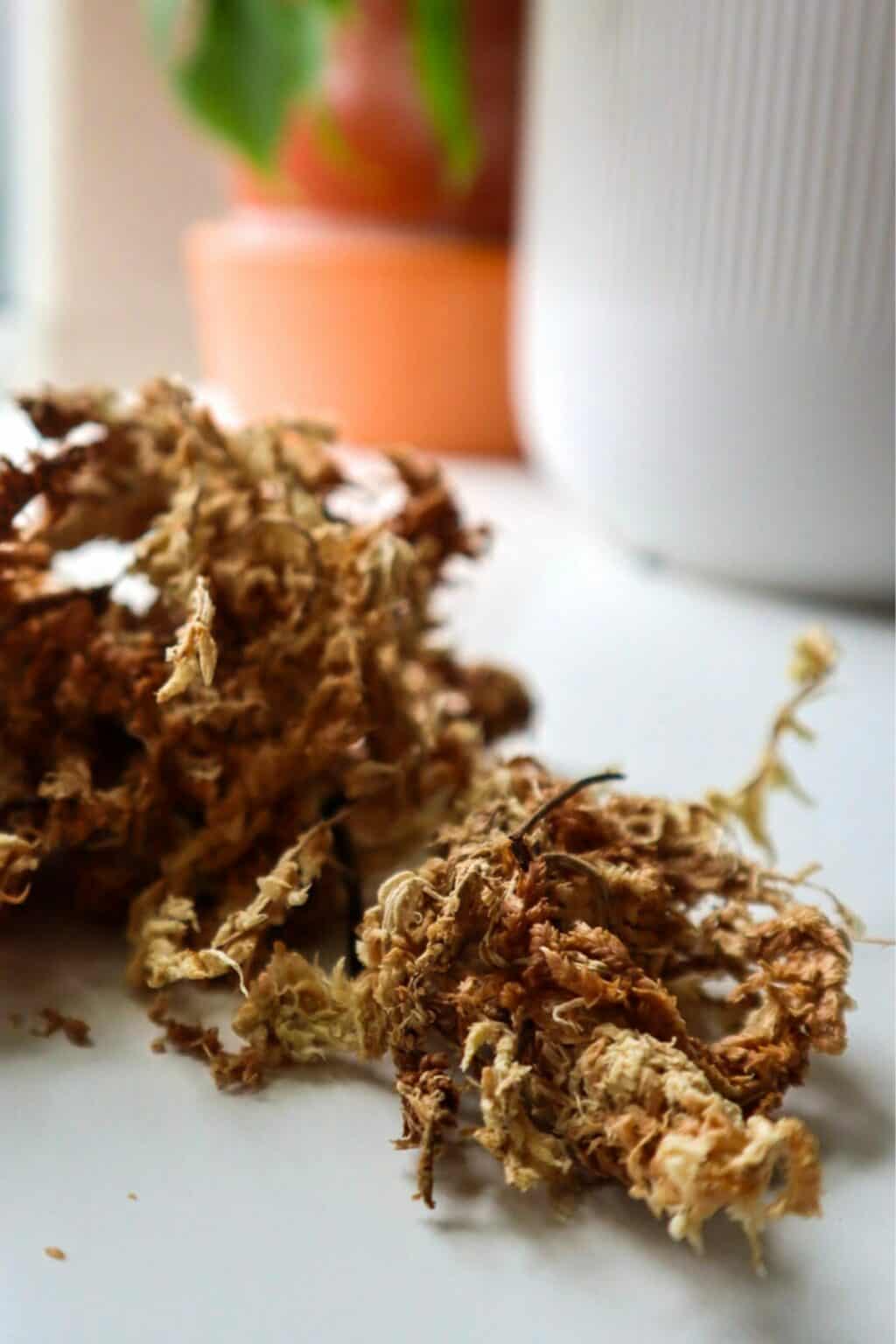 ABG Mix The Classic Terrarium Substrate (+ Recipe)