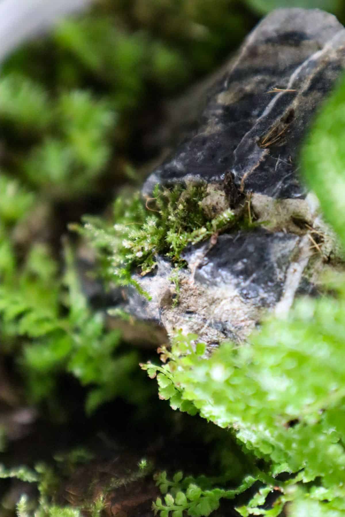 christmas moss planted epiphytically in a terrarium