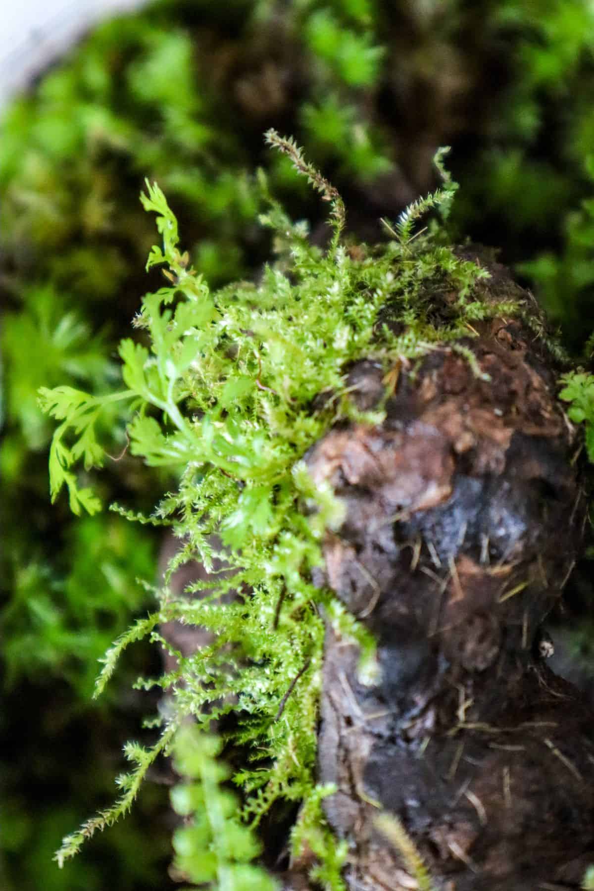 christmas moss planted epiphytically in a terrarium