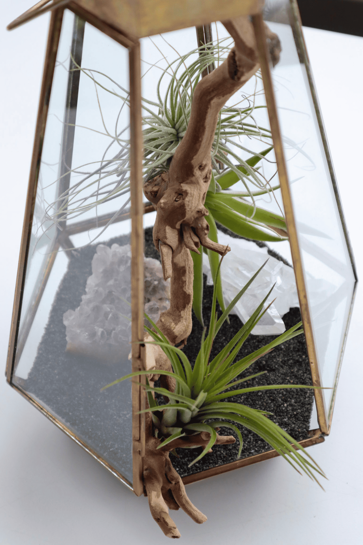 How to Make an Open Terrarium