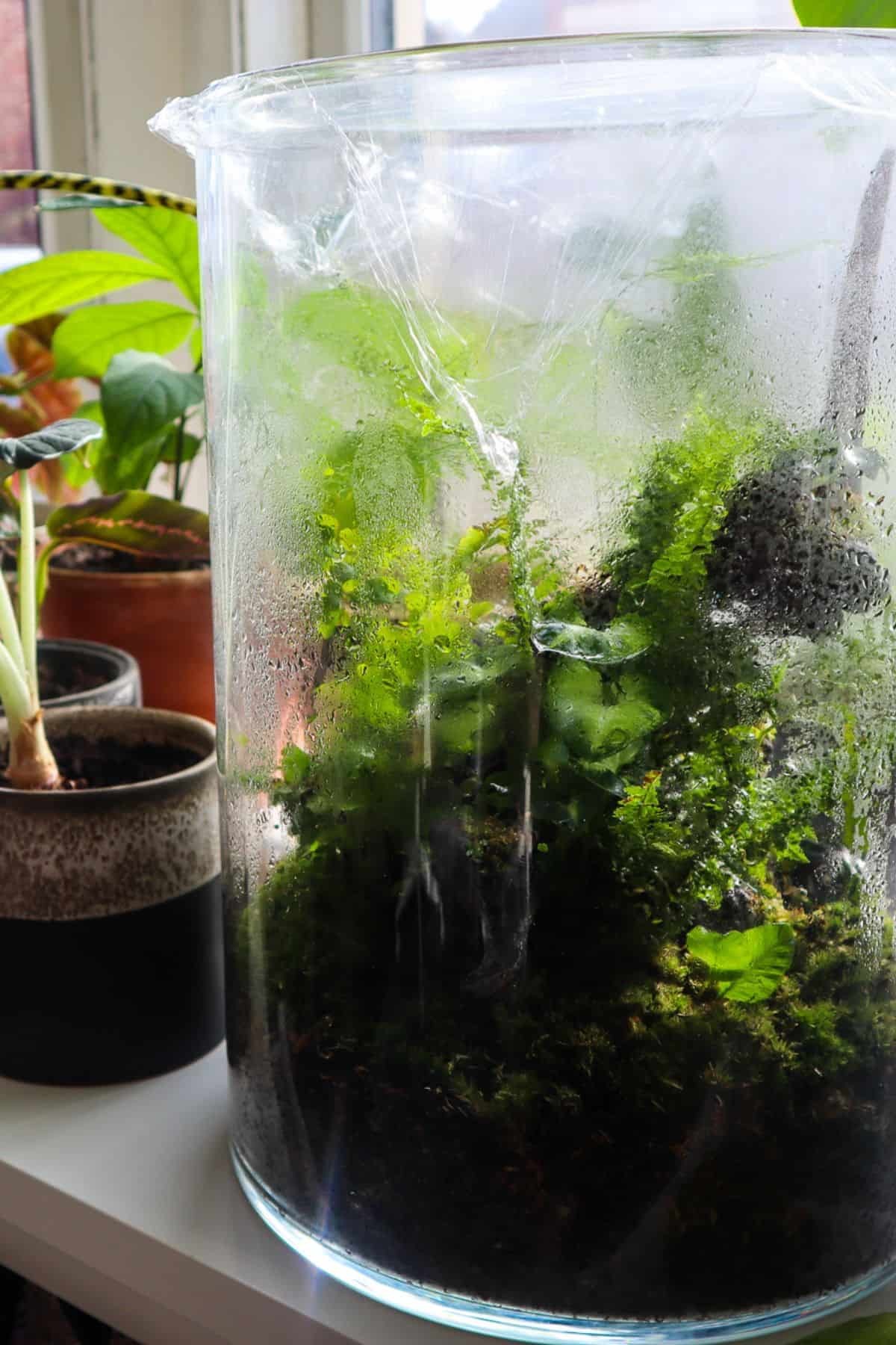 heavy terrarium condensation