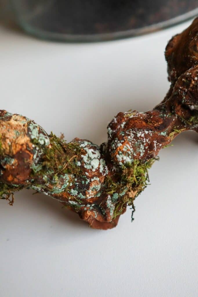 How to Fix Mold in Terrariums (7 Easy Tips & Tricks) Terrarium Tribe