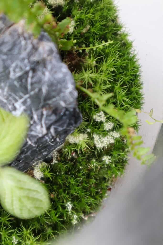 How to Fix Mold in Terrariums (7 Easy Tips & Tricks) Terrarium Tribe