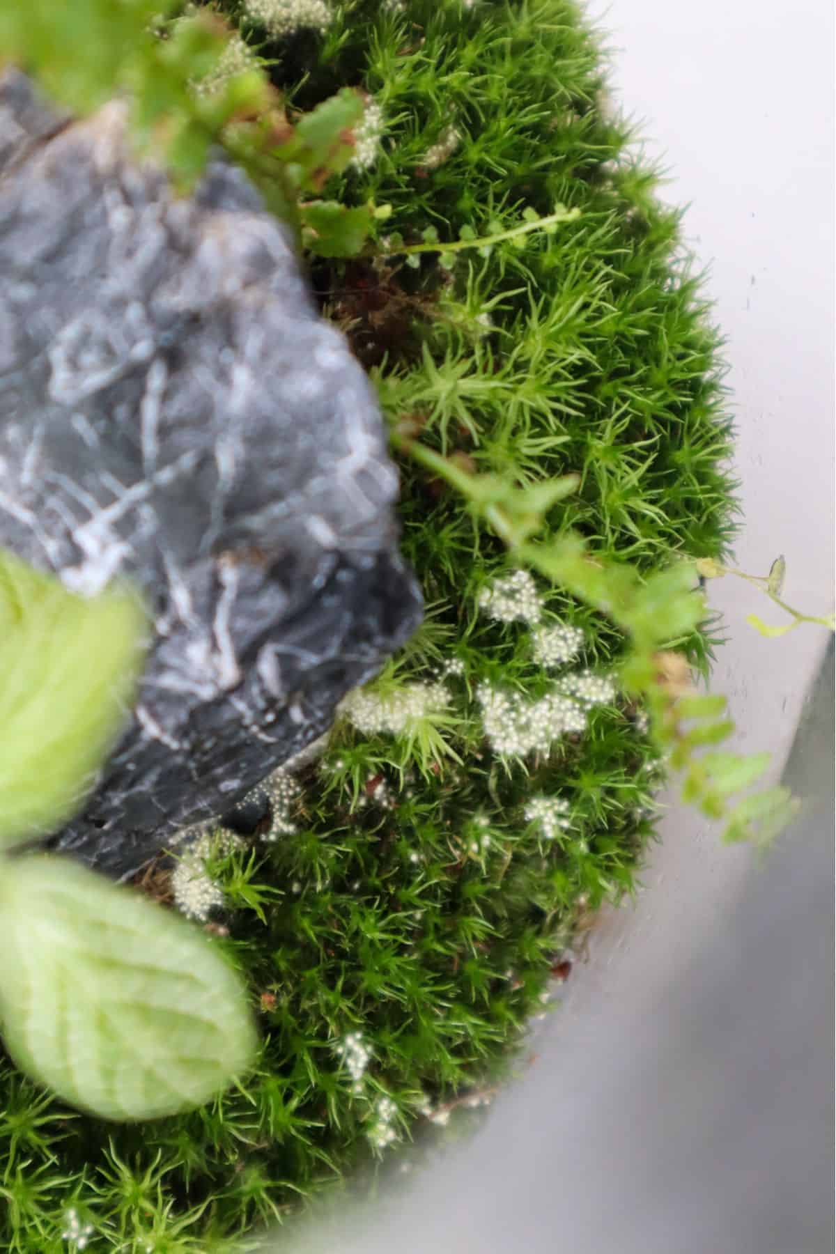 Terrarium Mold Prevention: Expert Tips for a Healthy Habitat