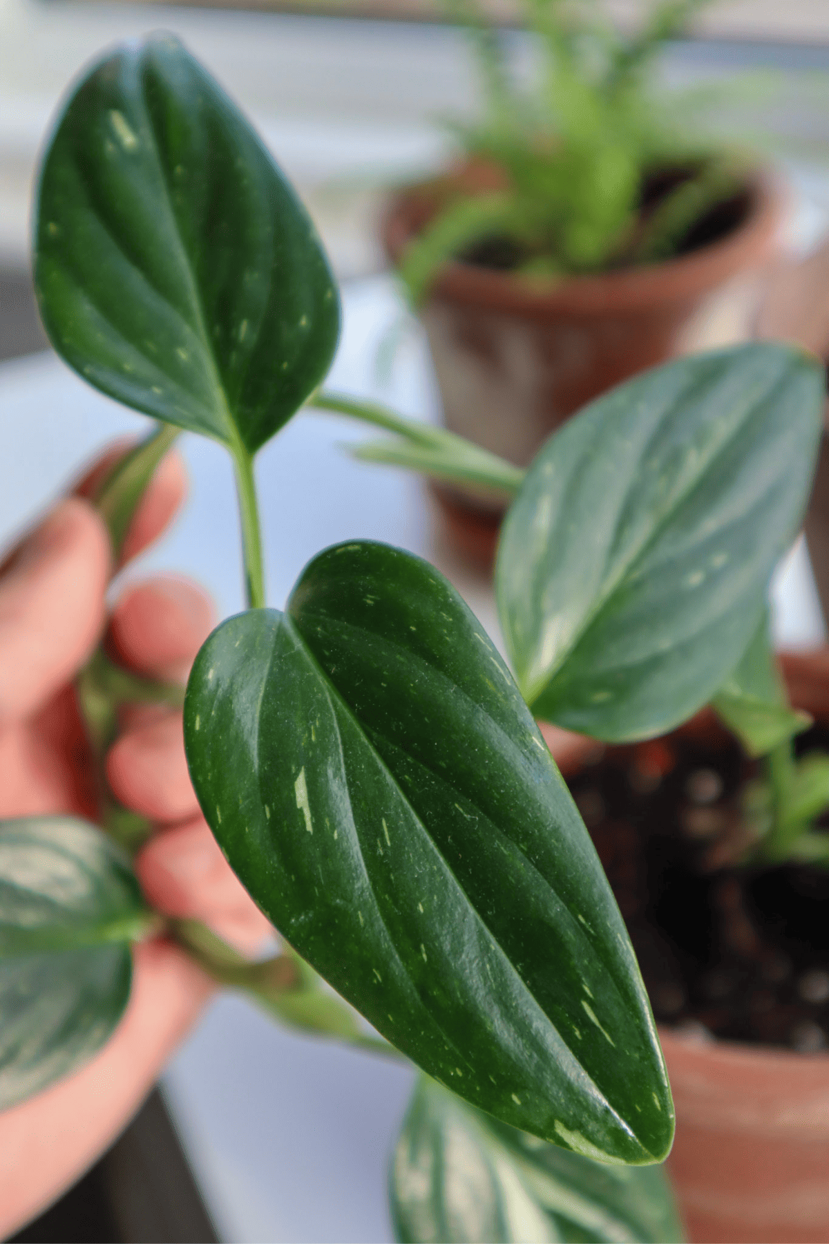 monstera vine for open houseplant terrarium