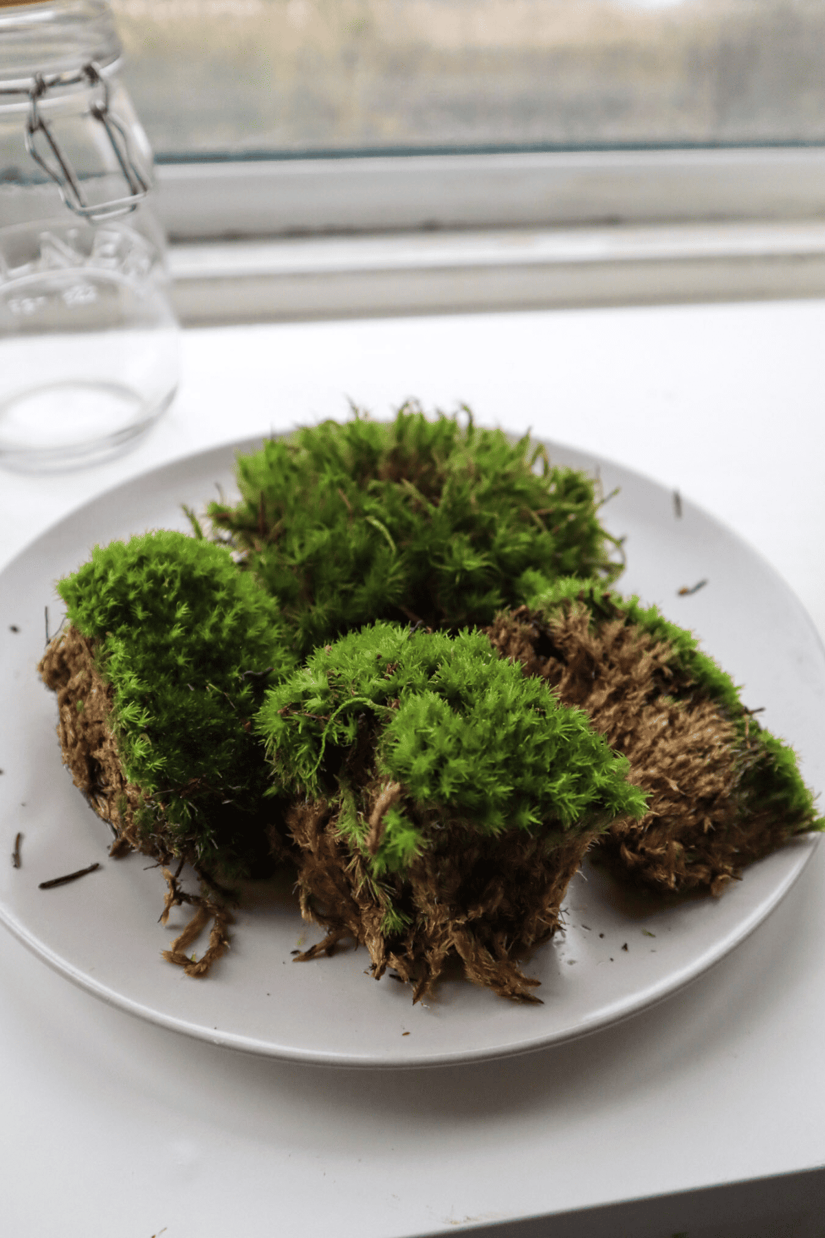 moss on plate